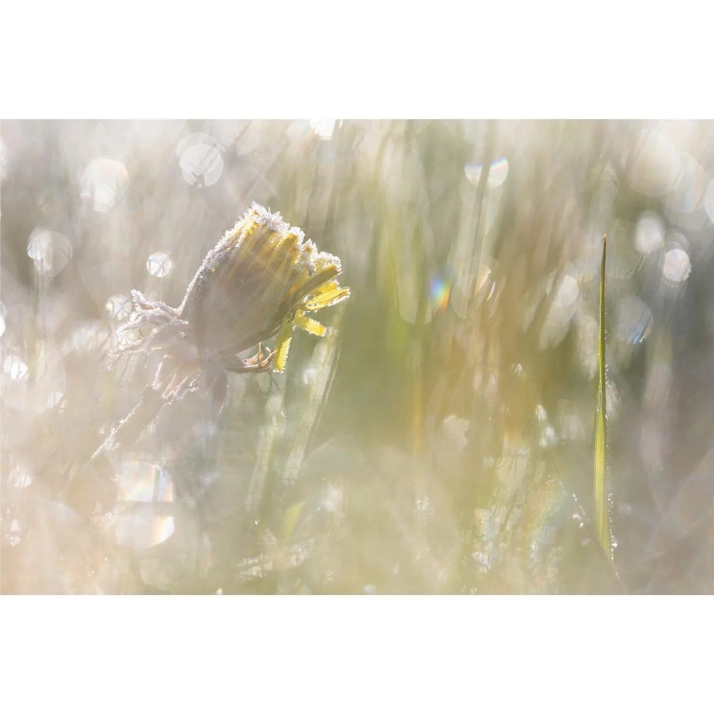 Morning chat

A budding dandelion and a blade of grass exchange morning pleasantries. Briefly, mind you, because it was ever so chilly.

#sparkle #bokeh #flowerandmacro