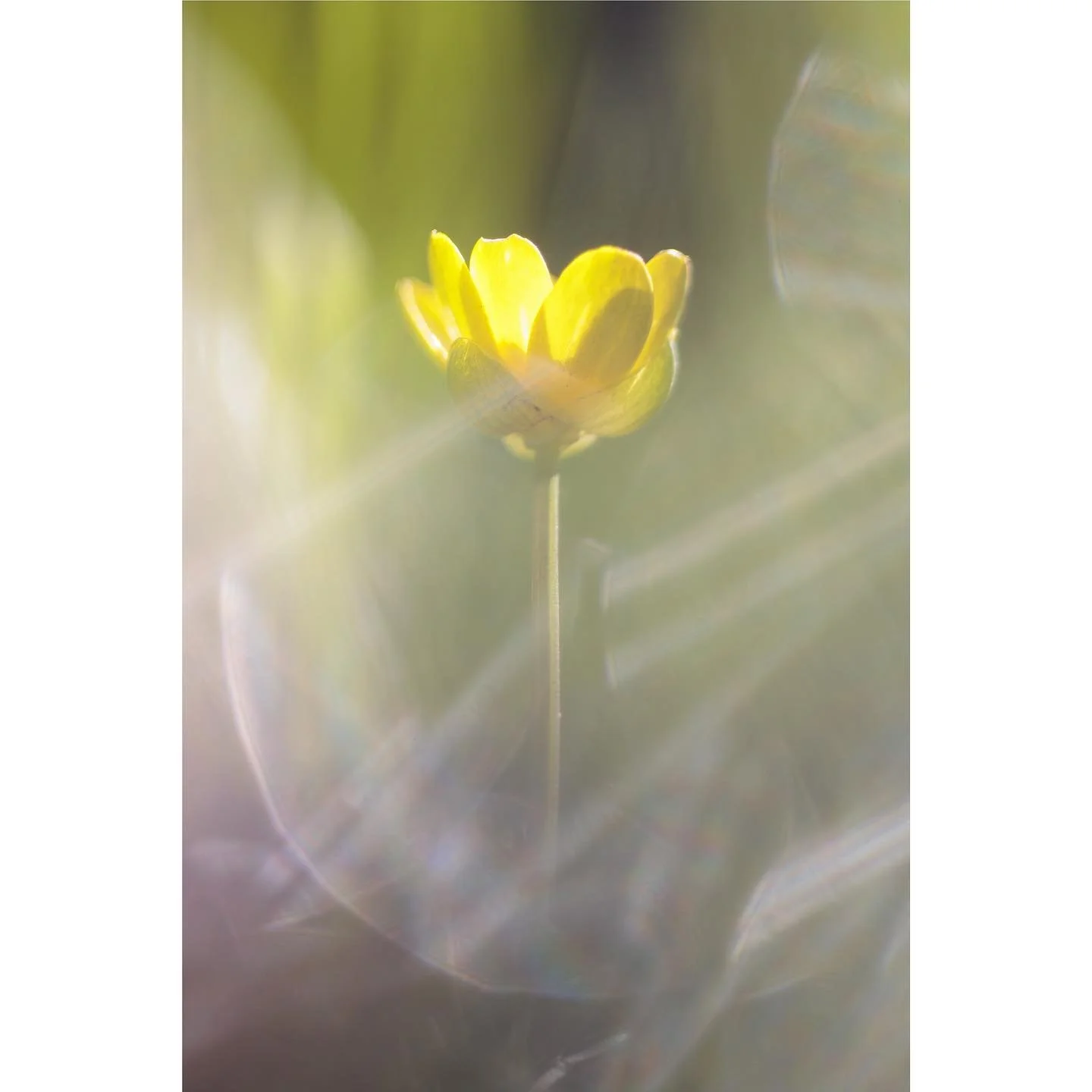 The celandines I saw today are starting to look like they are nearing their end. Such a glorious joyful burst of golden wonder. Bloody love them.

#celandine #flowerphotography #golden