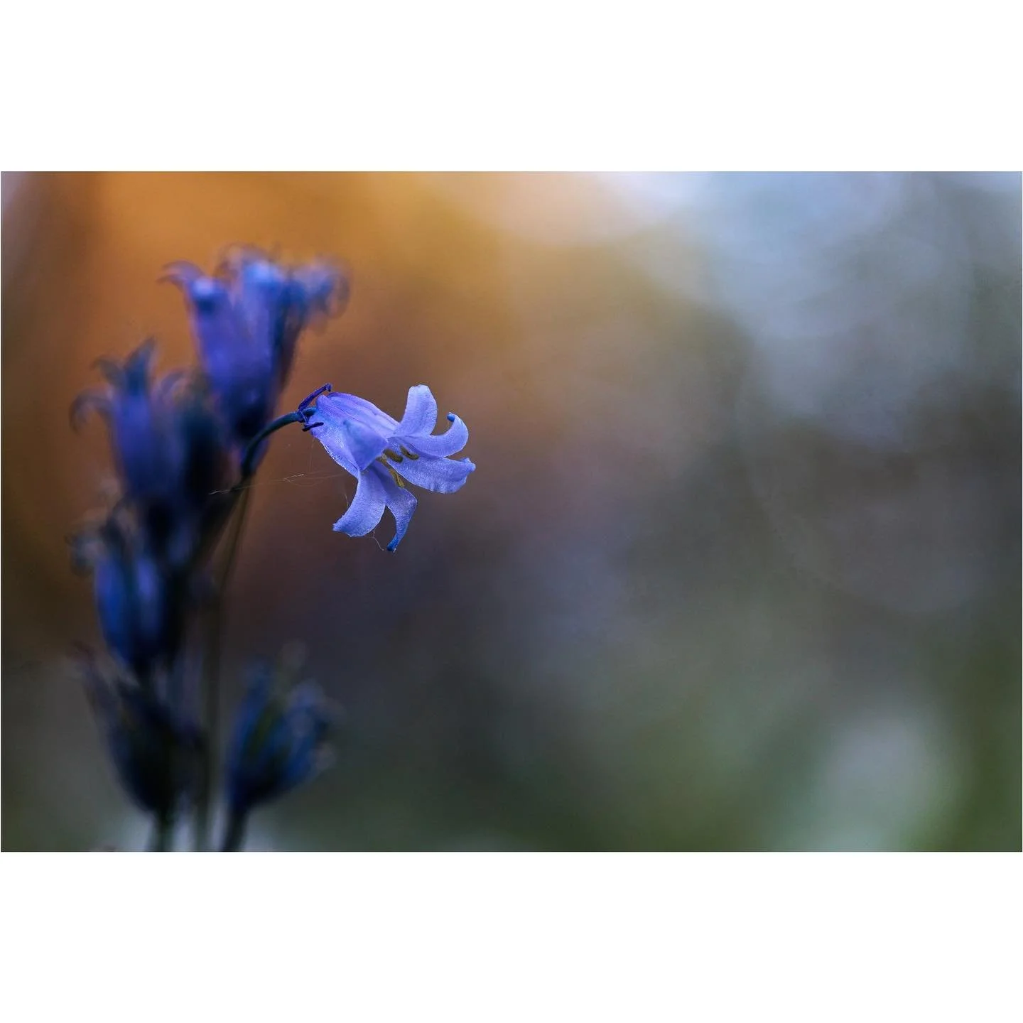 The final bloom

#blubell #aging #flowerphotography #mortality #lifecycle #bokeh #sheclicksnet #raw_moody #fadingbeauty