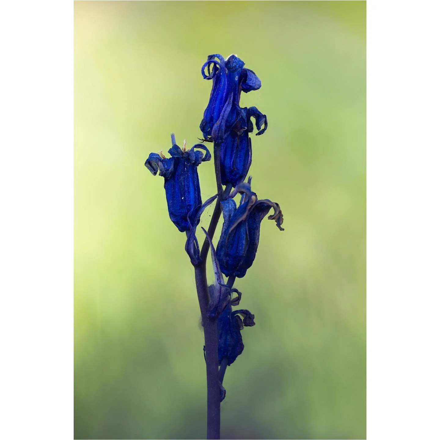 Intensify 

As the bluebells age, the colour of the flowers becomes this incredibly intense blue; as though they are becoming the very essence of themselves 💙

#aging #bluebell #sheclicksnet #raw_flowers_ #flowerphotography #blue