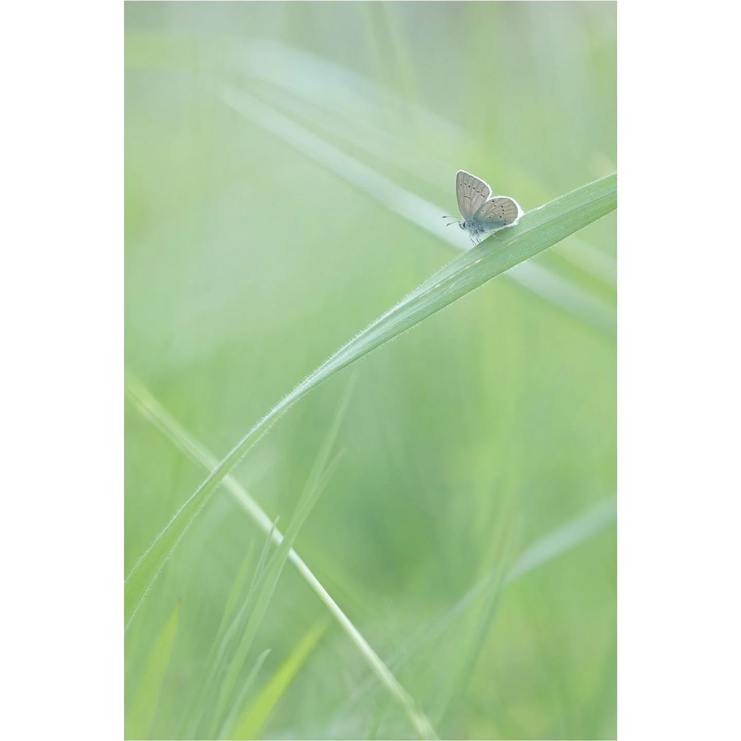 Trying to give a sense of scale for the tiny Small Blue, cradled by the flowing network of interconnected blades of grass. Sitting in the hazy sunshine, slowly opening its wings to absorb the warmth.

#smallblue #cupidominimus #butterfly #savebutterf