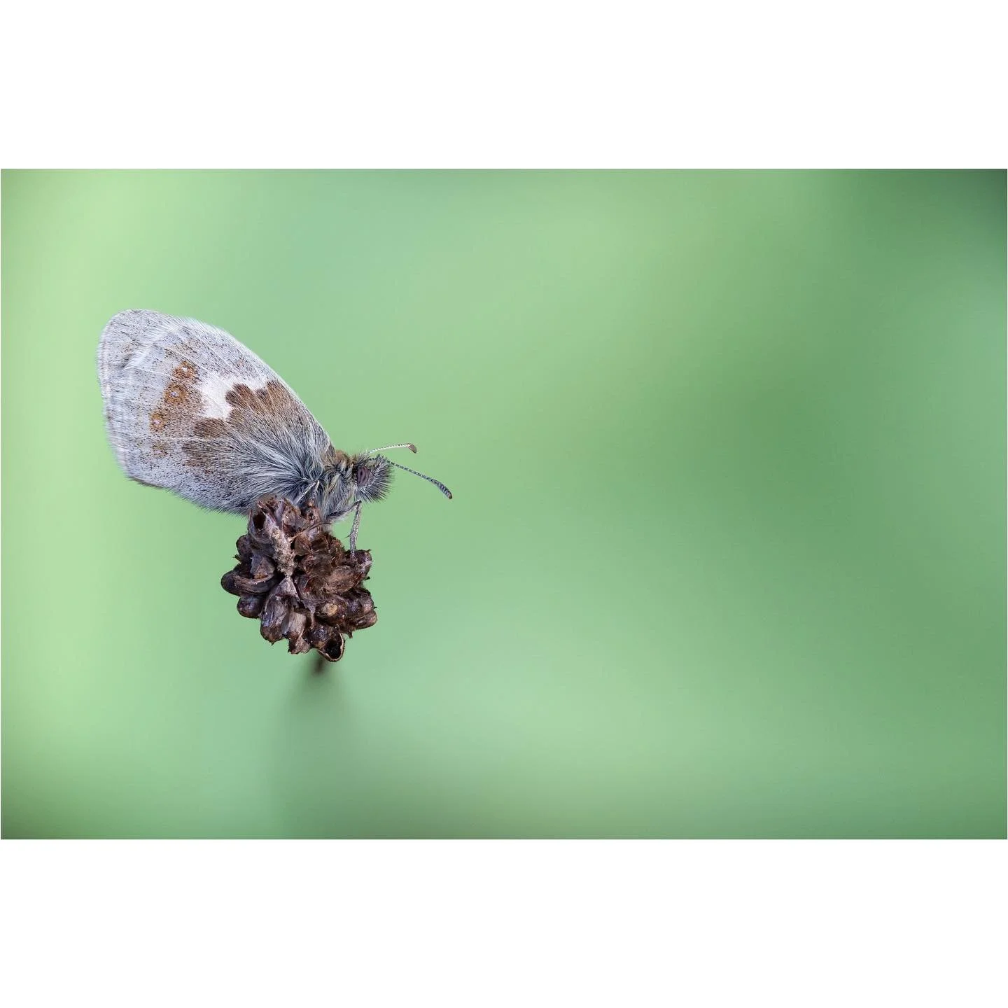 As you know, I am pretty committed to incorporating the natural environment to the images I make, so this is a bit of a departure for me. Small Heaths at roost often lie horizontally to the stem they have chosen to roost on, which means that making a
