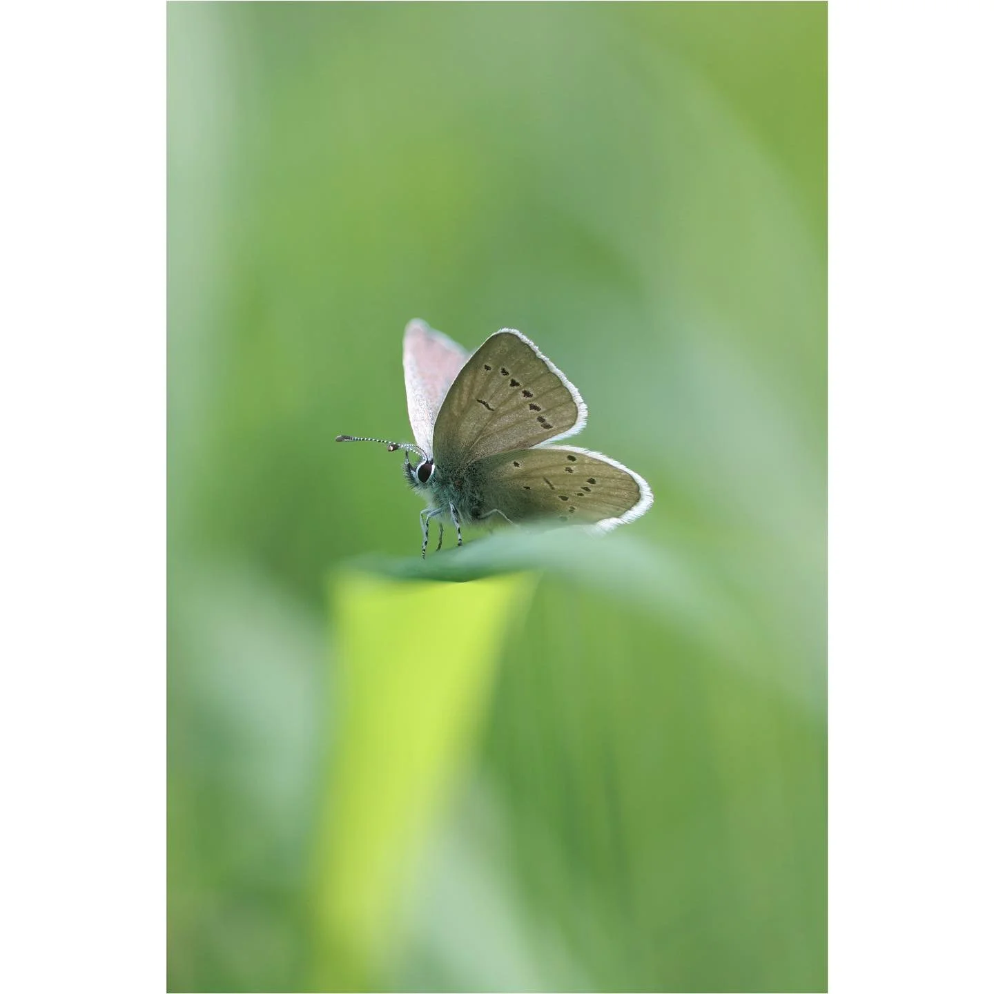 Glowing throne

Another Small Blue in its kingdom among the grasses.

#smallblue #cupidominimus #savebutterflies #closeupphotography #naturelovers #butterfly #ethereal_captures