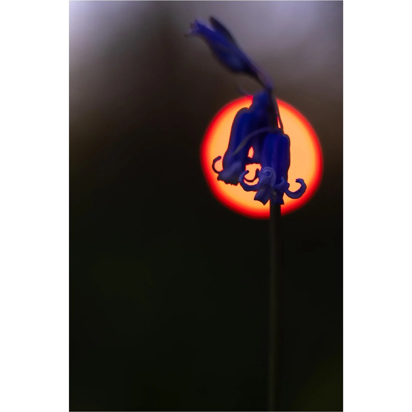 Bluebell drama

I&rsquo;ve gone back and forth with this image, I love it, I don&rsquo;t love it. I made it when exploring my @smallriguk macro light, so it was definitely fun and was part of the process of play, exploration and discovery. And that c