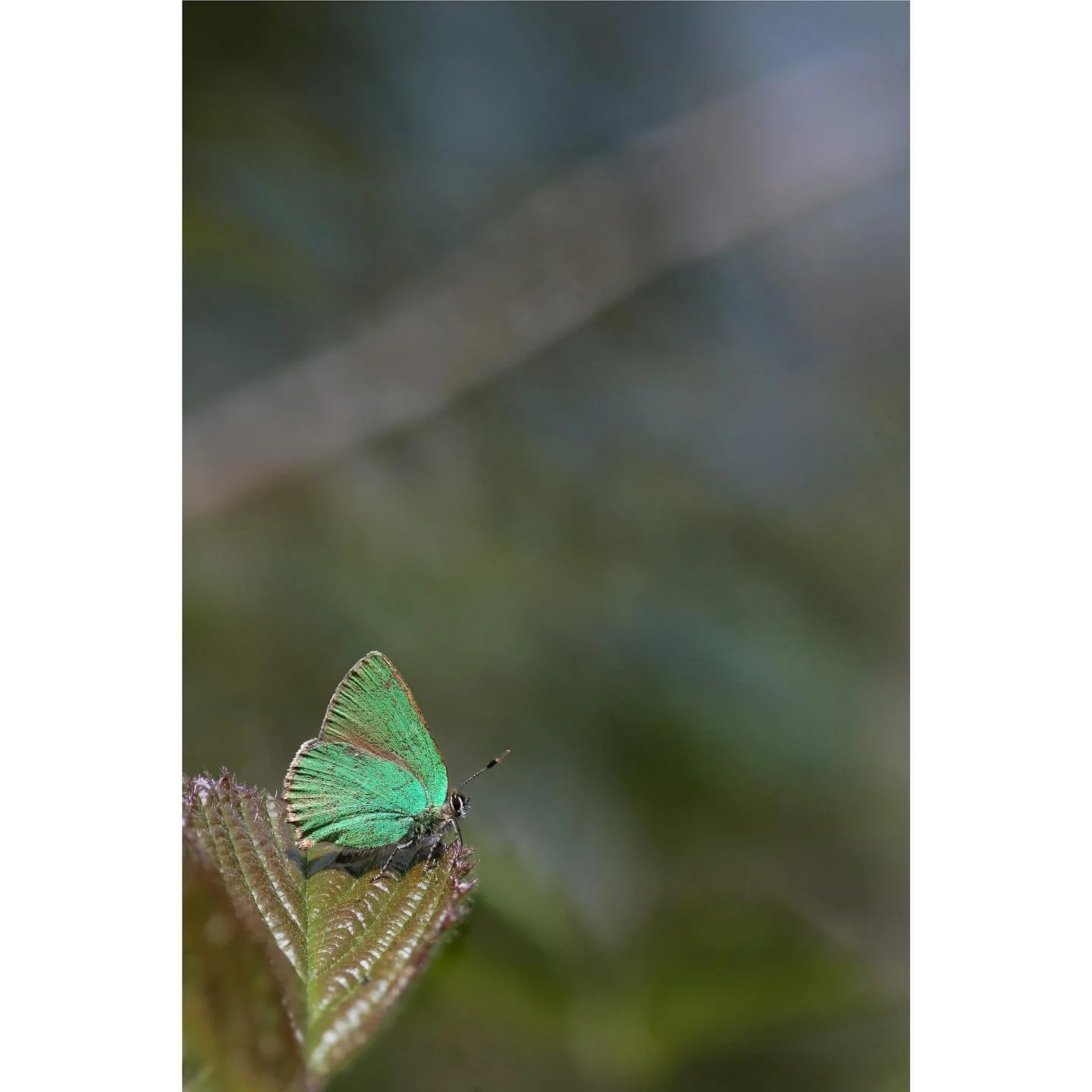 I spent this morning hanging out with some of the best butterflies on the face of the earth. Tiny green jewels flying madly through the air, resting briefly amongst the brambles before taking off into the blue on another mad spiralling flight. It was