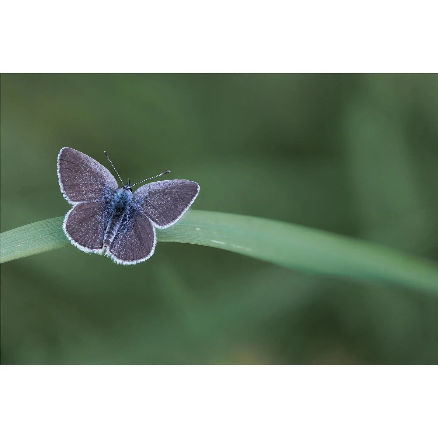 The magical fairy-dust sprinkled Small Blue. Their sparkles are so dreamy ✨✨✨

#smallblue #cupidominimus #butterfly #savebutterflies