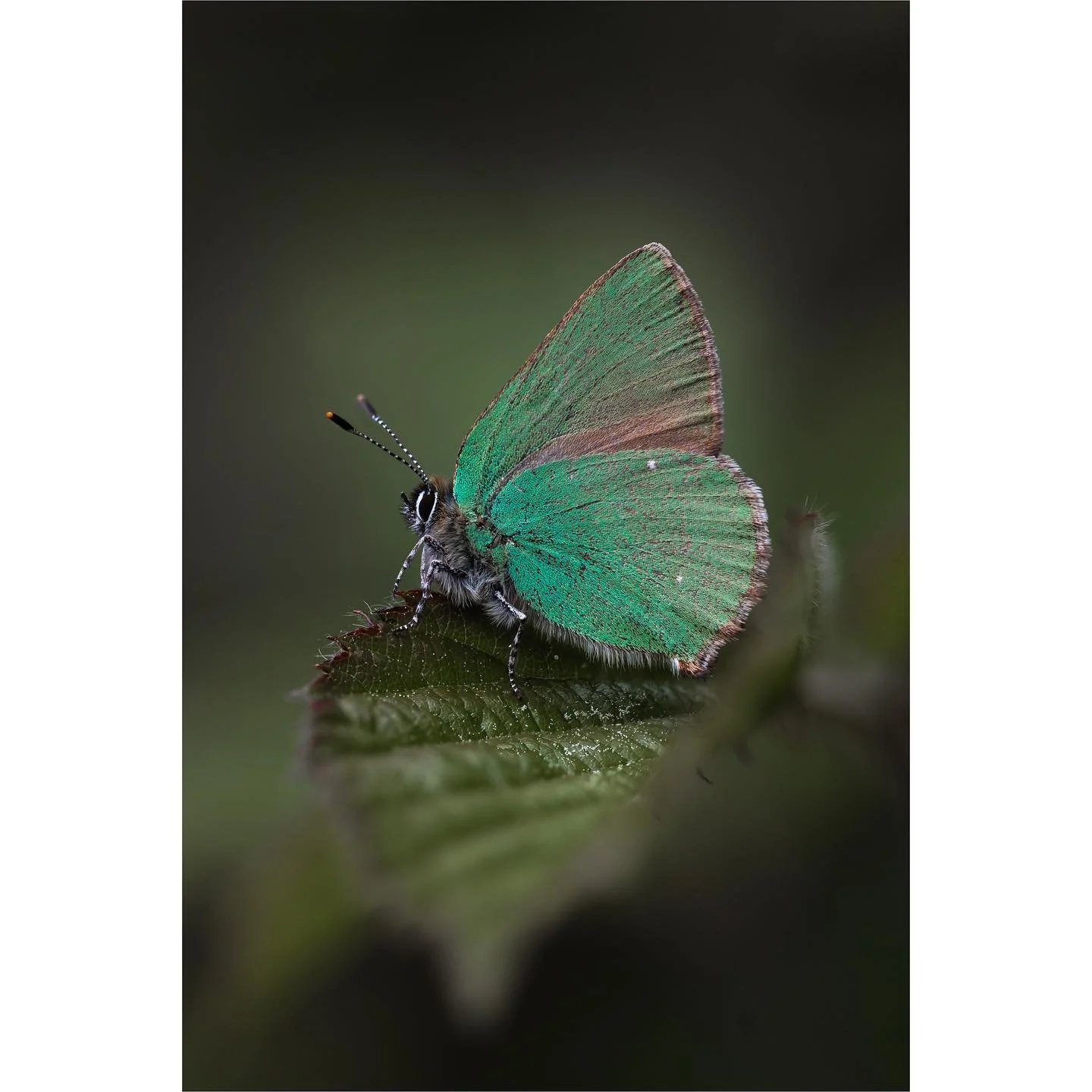 Sitting quietly 

When I went out to look for Green Hairstreaks the weather was changeable, which turned out to be perfect as they sat very still when the clouds passed in front of the sun, and which also provided a lovely diffuse light to capture th