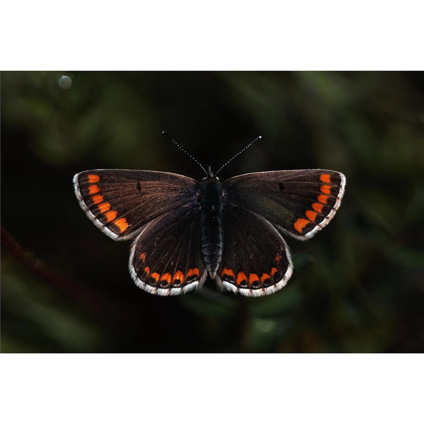 A delightfully fresh Brown Argus, opening its wings to catch the first warmth of the sun.

When a butterfly comes out of its state of overnight torpor, it sometimes opens its wings to warm up before flapping about with its day. This moment, if it hap