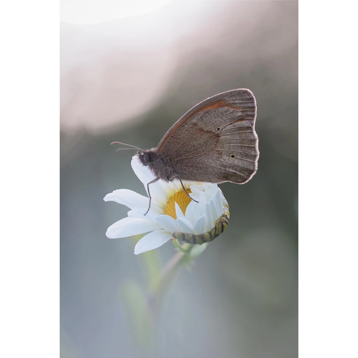 I was amazed to see my first Meadow Brown of the year yesterday, I know there was a very early record of 1st May here in Sussex this year, but I still expect it to be June when I start to see them. It&rsquo;s like seeing old friends. 

#meadownbrown 