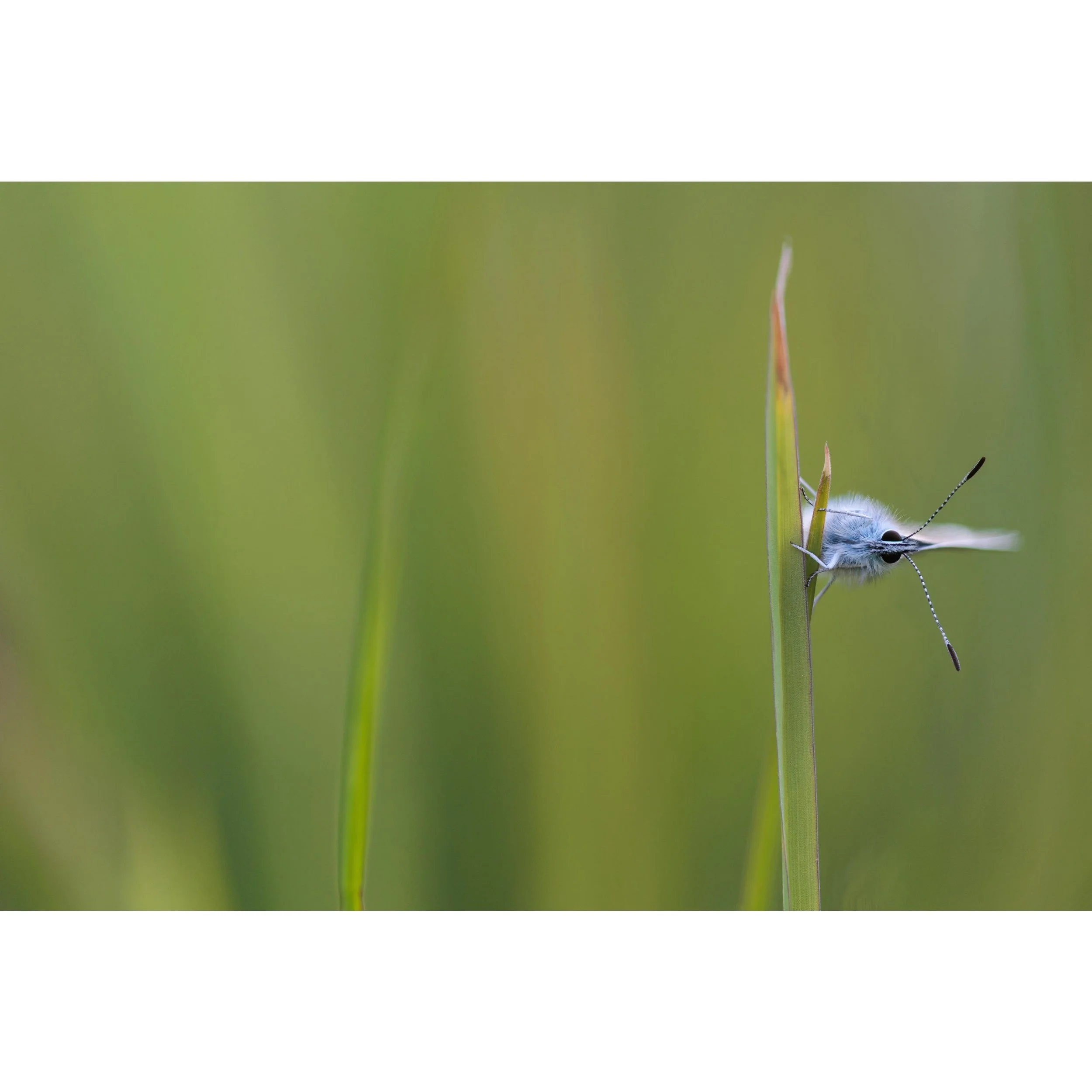 Playing peepo with the Common Blues among the long grass 🩵

#peekaboo #commonblue #iseeyou #littlepoem