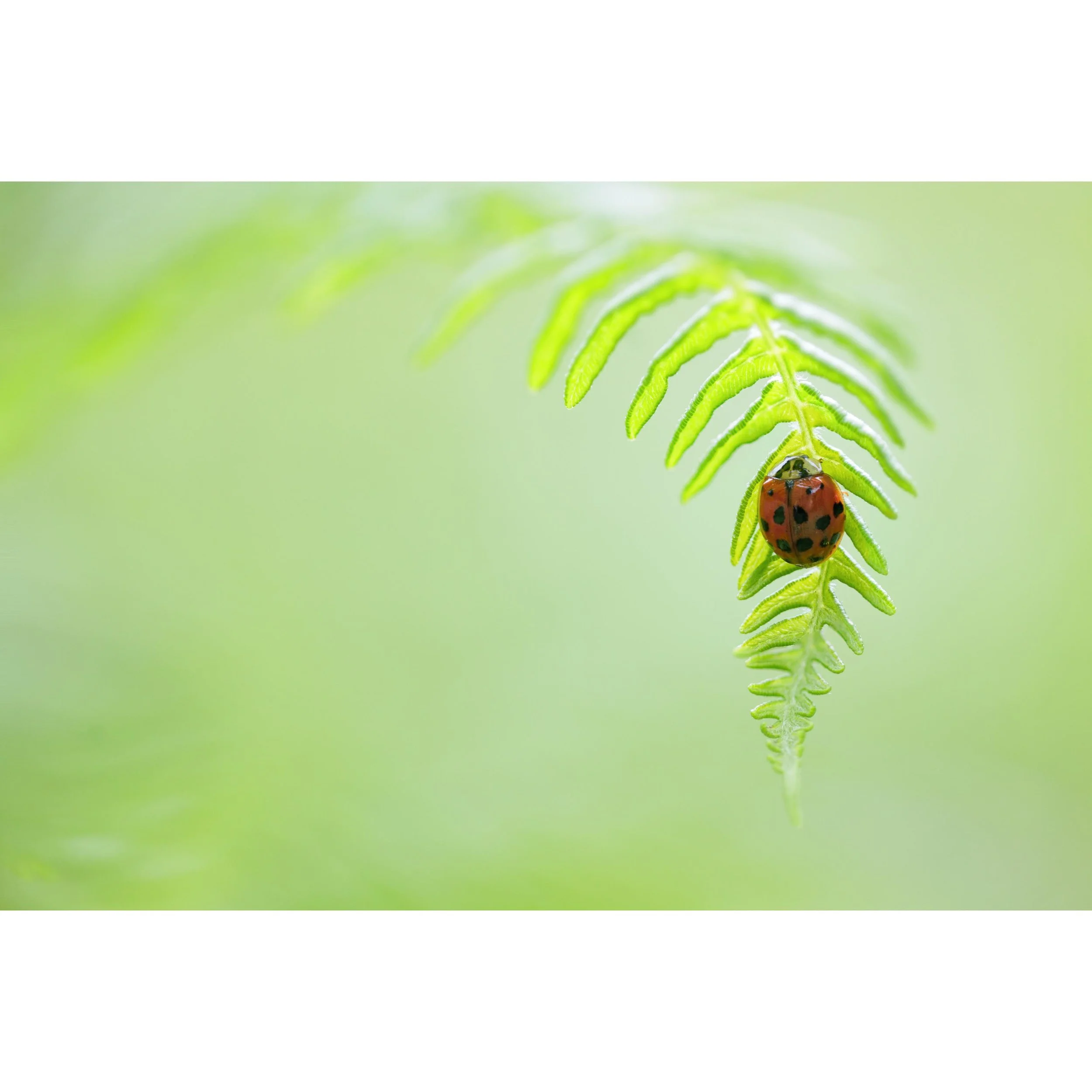 Hiding from the showers beneath a fern frond. 

And the RAW file too, sometimes it&rsquo;s interesting to include these I hope; I make very few edits generally speaking. A slight adjustment in composition and temperature here after stacking the image