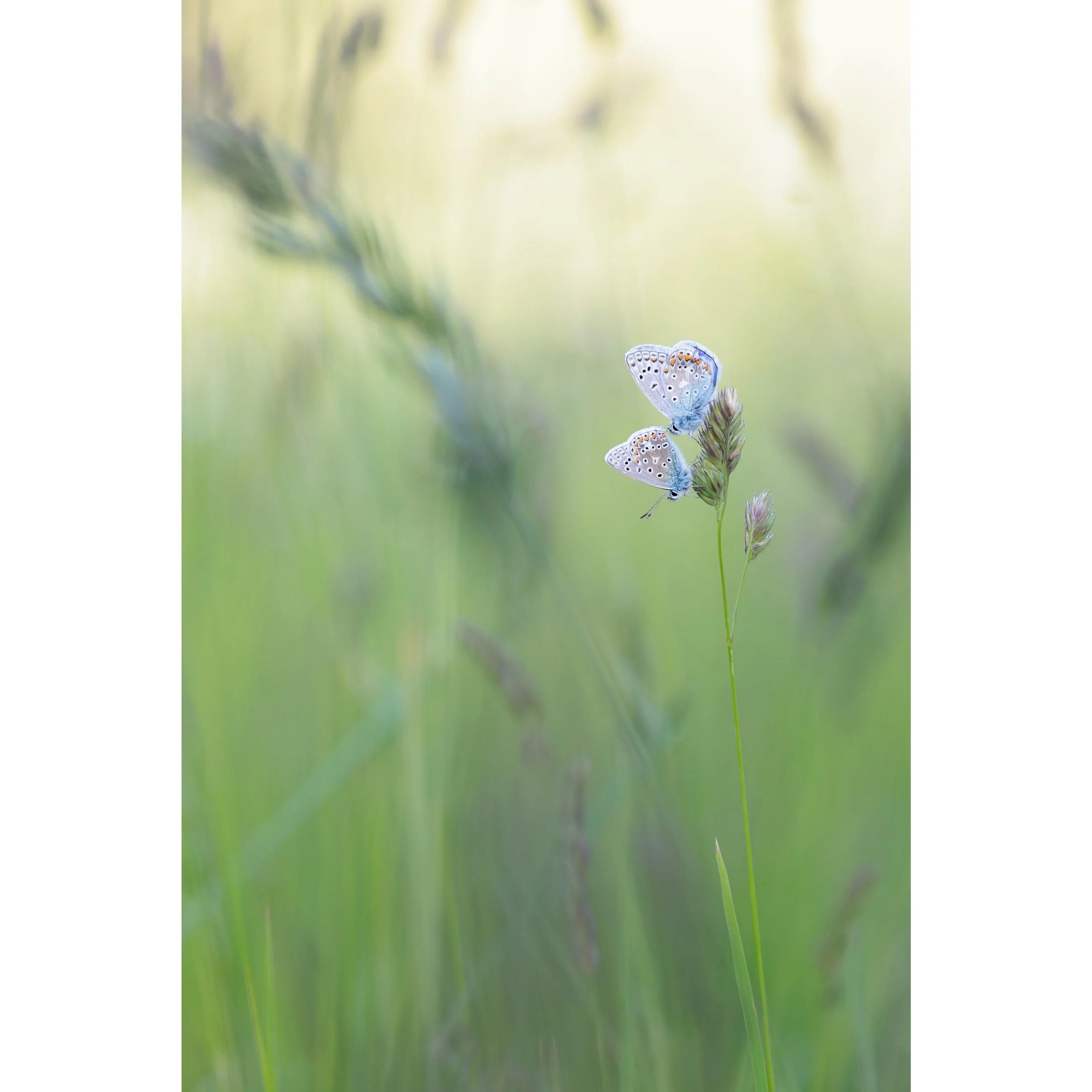 Bunking up

Just two Common Blue pals sharing a comfy spot to roost.

#butterfly #commonblue #polyommatusicarus #naturelovers #fineartphotography