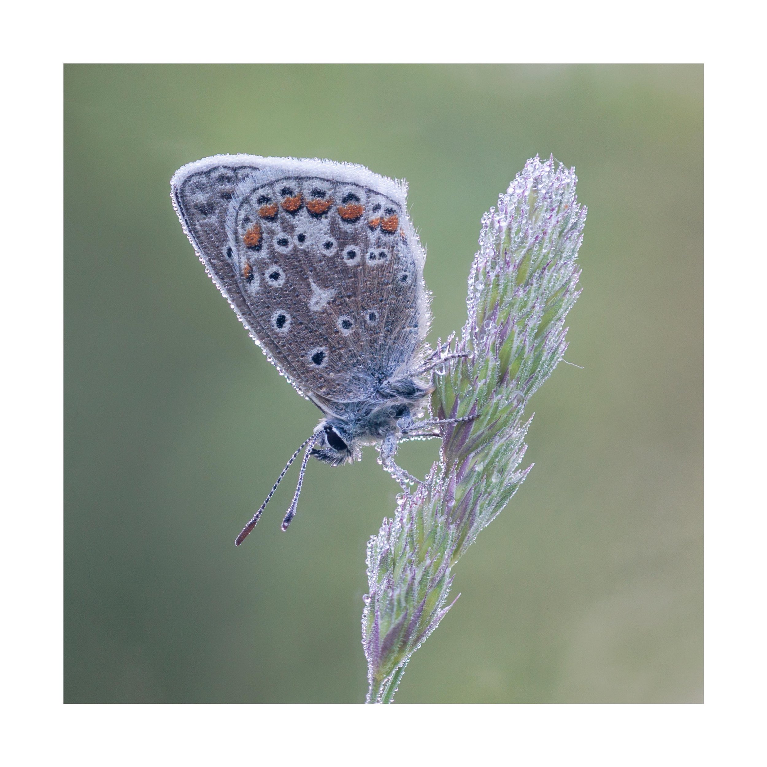 A dewy Common Blue. Does it get any better?

#butterfly #dew #commonblue #polyommatusicarus