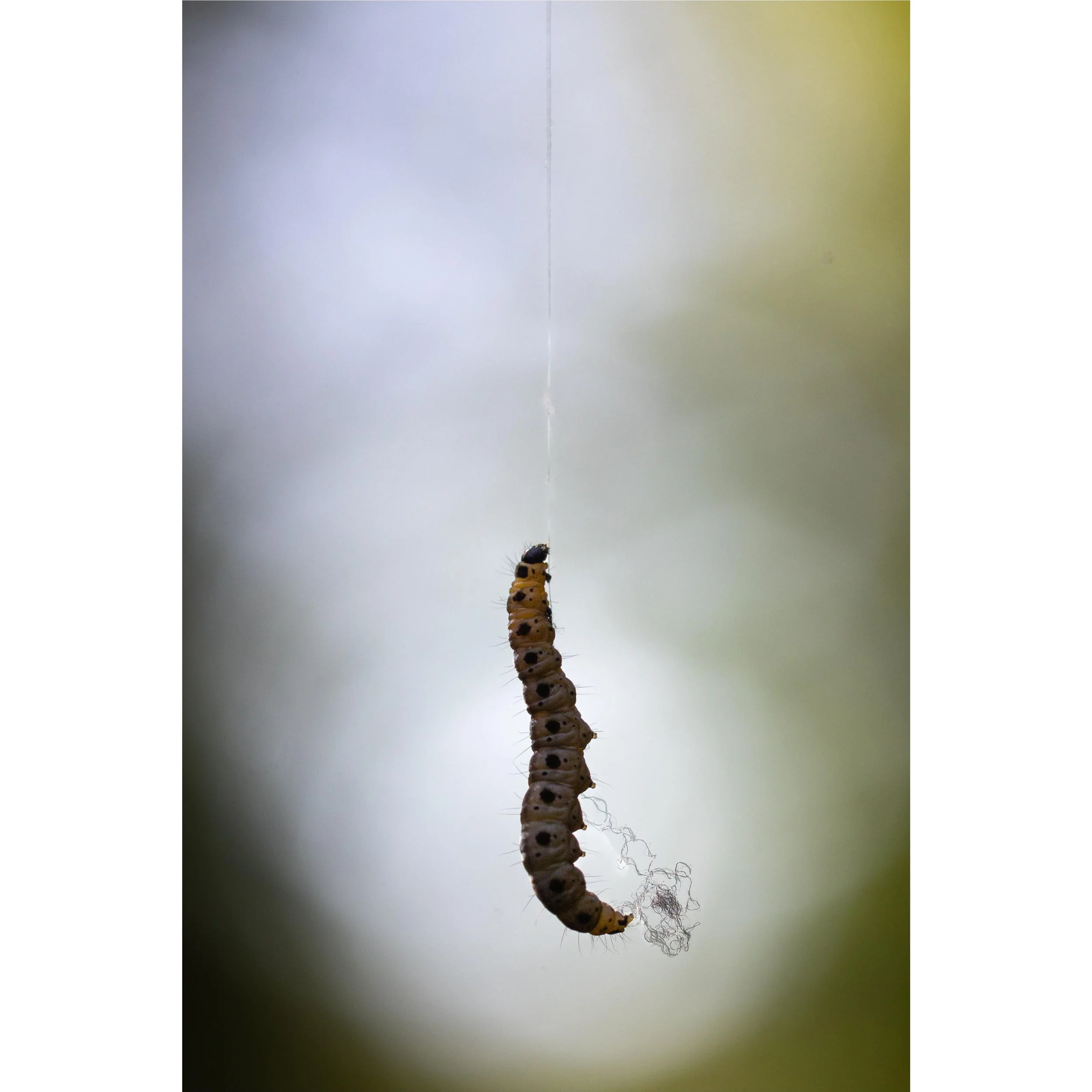 Tangle dangle 

Walking out of Hutchinson Bank the other weekend I came across about five lengths of silk all hung with the caterpillars that produce them. Ermine Moth caterpillars work together to create ghostly silken webbing which can be seen cove