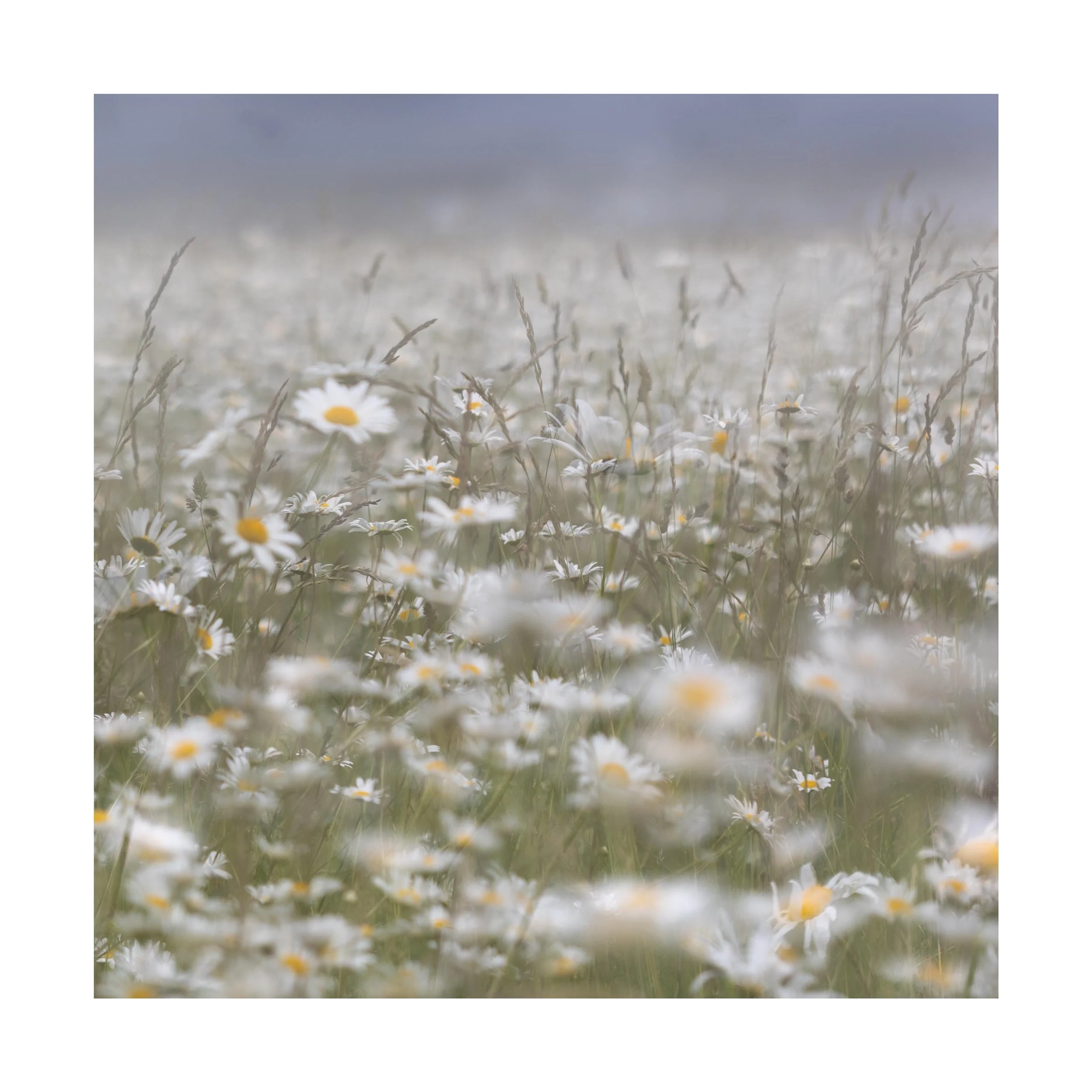 An overcast afternoon and a field full of daisies

#multipleexposure #daisies #naturelovers