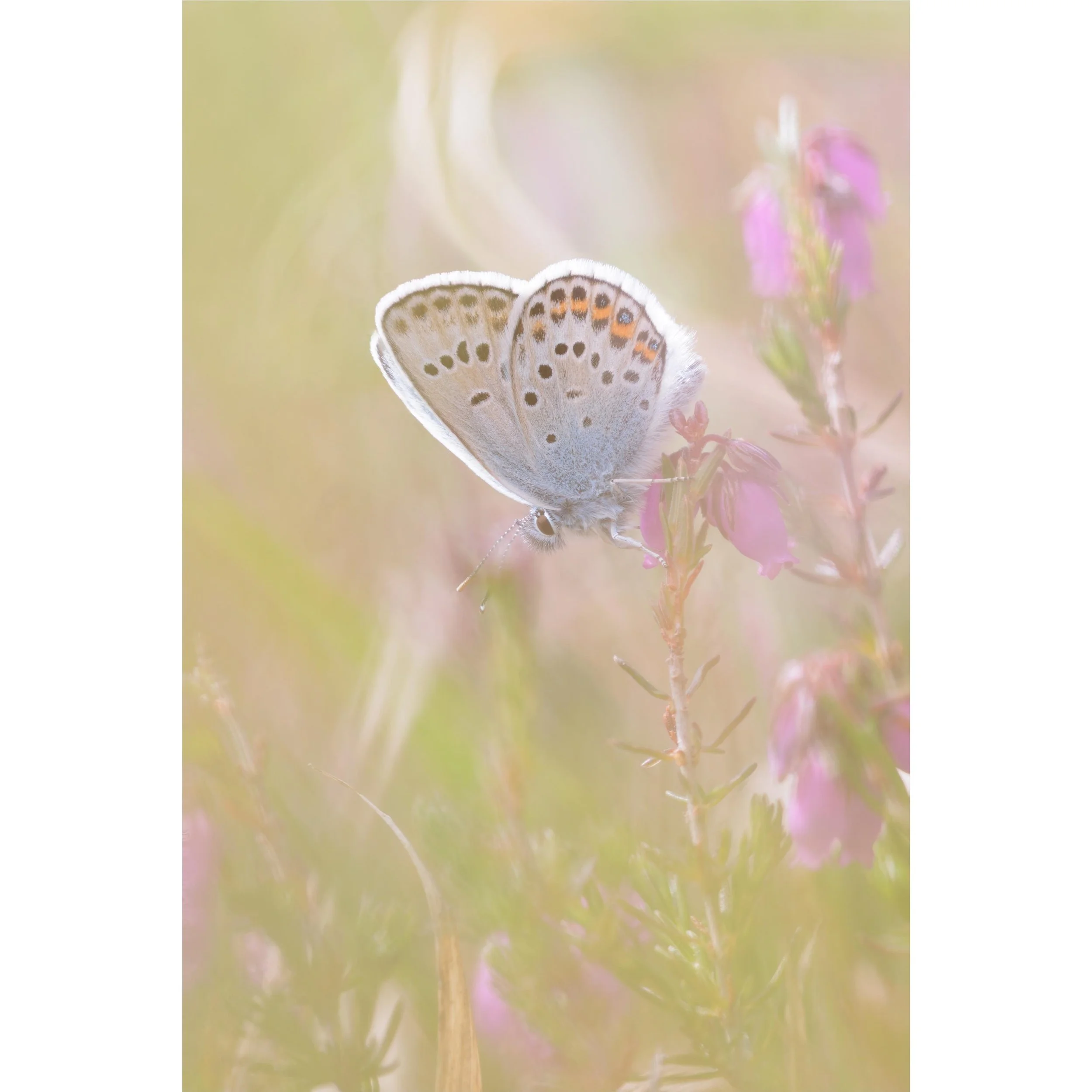 Another Silver Studded Blue for you, softly sitting amongst pink heather bells. 

This was what I was taking when my mother kindly captured by photography pose. I&rsquo;ll pop it in my stories again for anyone who missed it. Pretty powerful stuff.

#