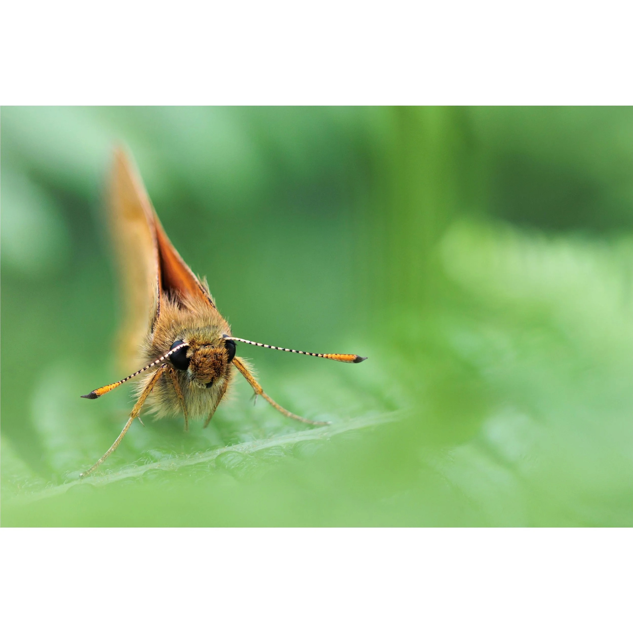 L&rsquo;il fuzzy face

Large Skippers are well and truly out now, and what a joy it is to see their adorable little faces again. Named for their skippity flight pattern, these butterflies are often mistaken for moths, partly because they rest with th
