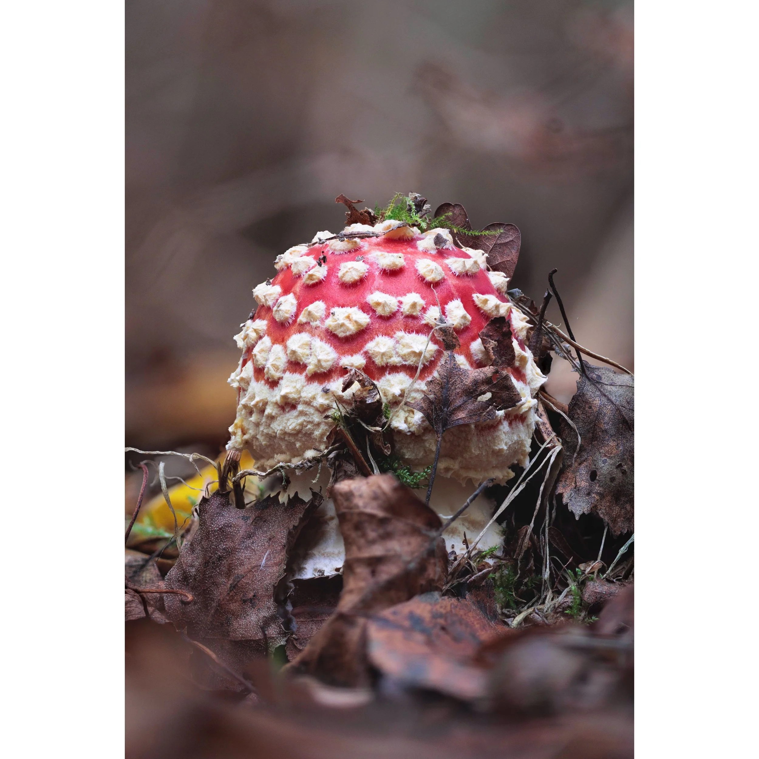 Mucky pup

It&rsquo;s the time of year when you are likely to see many Fly Agarics adorning your feed, mostly looking shiny and glossy and perfectly perfect. Here is your reminder that Fly Agarics push up through the dark earth, the leaf matter and t