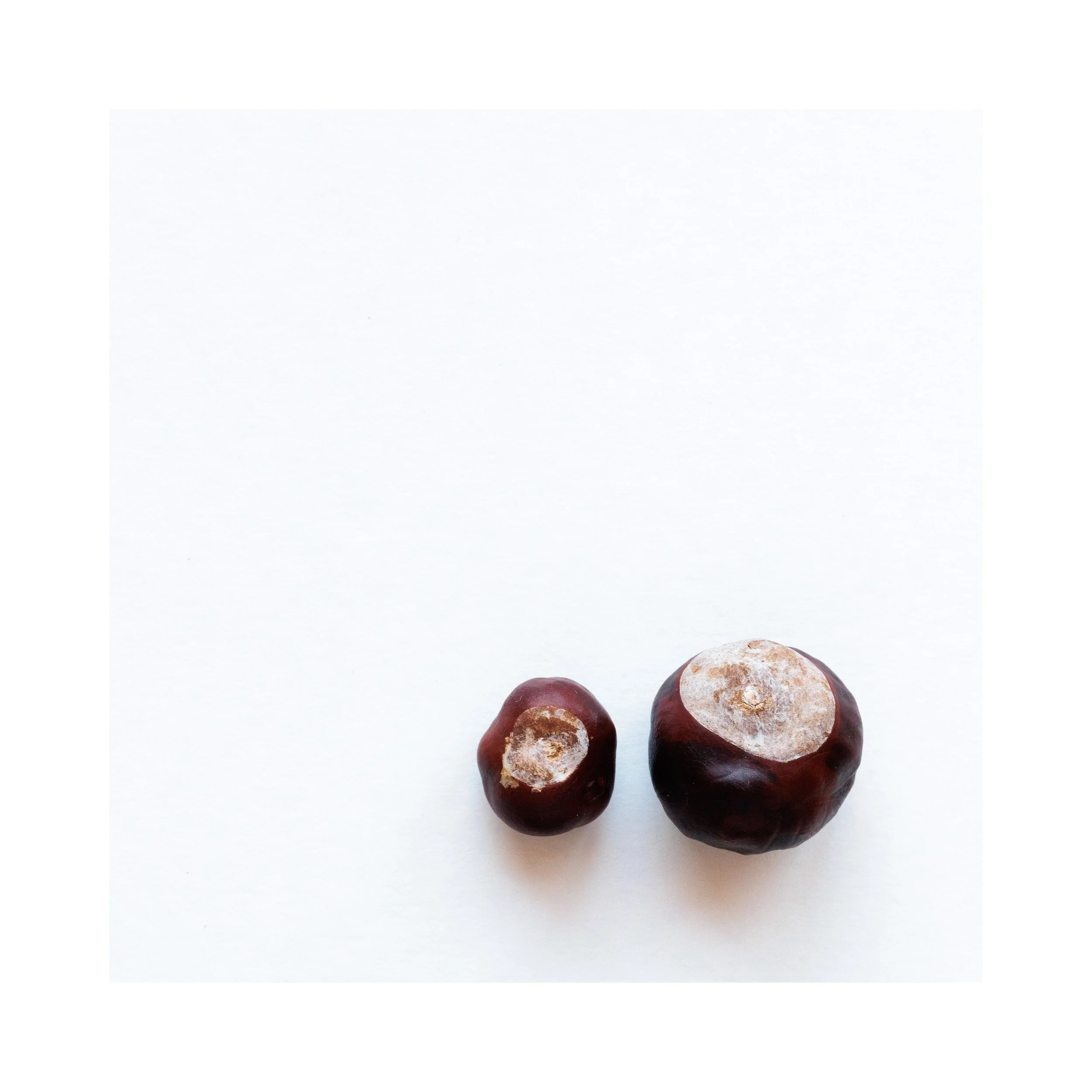 Found: conkers. September 2026

A conker triptych from my project, Found. Photographing the objects my children bring me to put in my pockets, this project records the treasures they have collected, but more fundamentally the connections they have fe