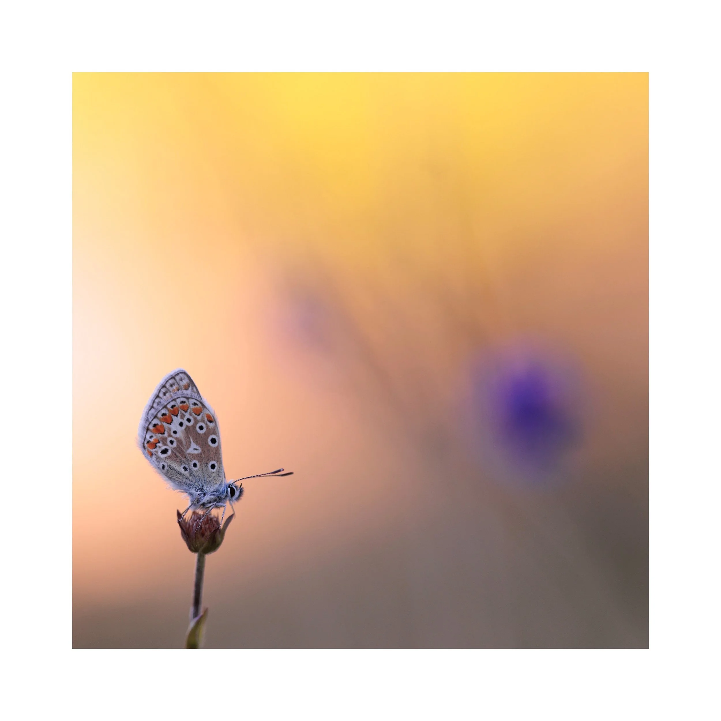 Just a little flump for you, from around four weeks ago when the Devil&rsquo;s Bit Scabious was blooming. A quiet morning moment. 

This is a Common Blue, but the markings are a little unusual - quite large comparatively.

#butterfly #commonblue #pol