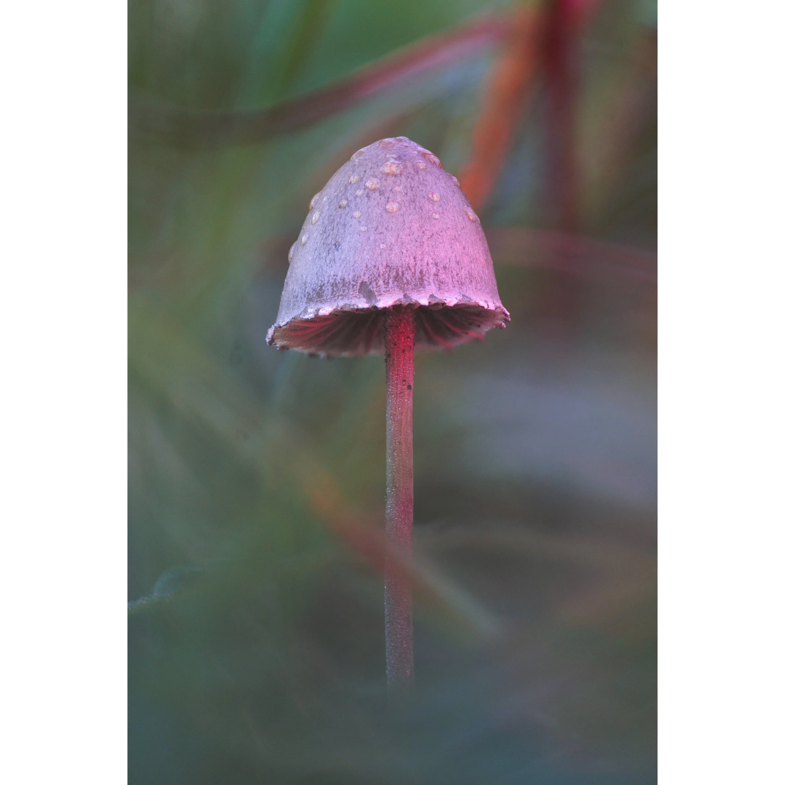 Trying out my @smallriguk macro lights, fun to bring a little bit more magic to an already pretty enchanting little mushroom. And with dew too!

#fungi