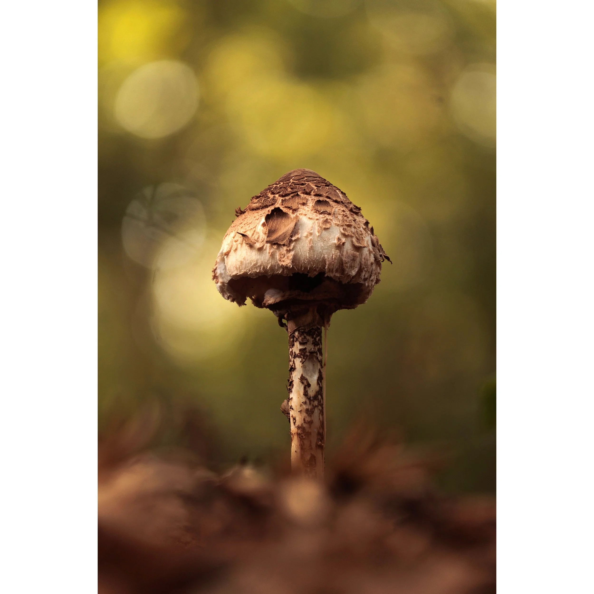 Mushrooms so often strike me as characters, I find it easy to transpose enchanted beings onto them. Wild folk of the woods.

#enchanted #magic #fungi