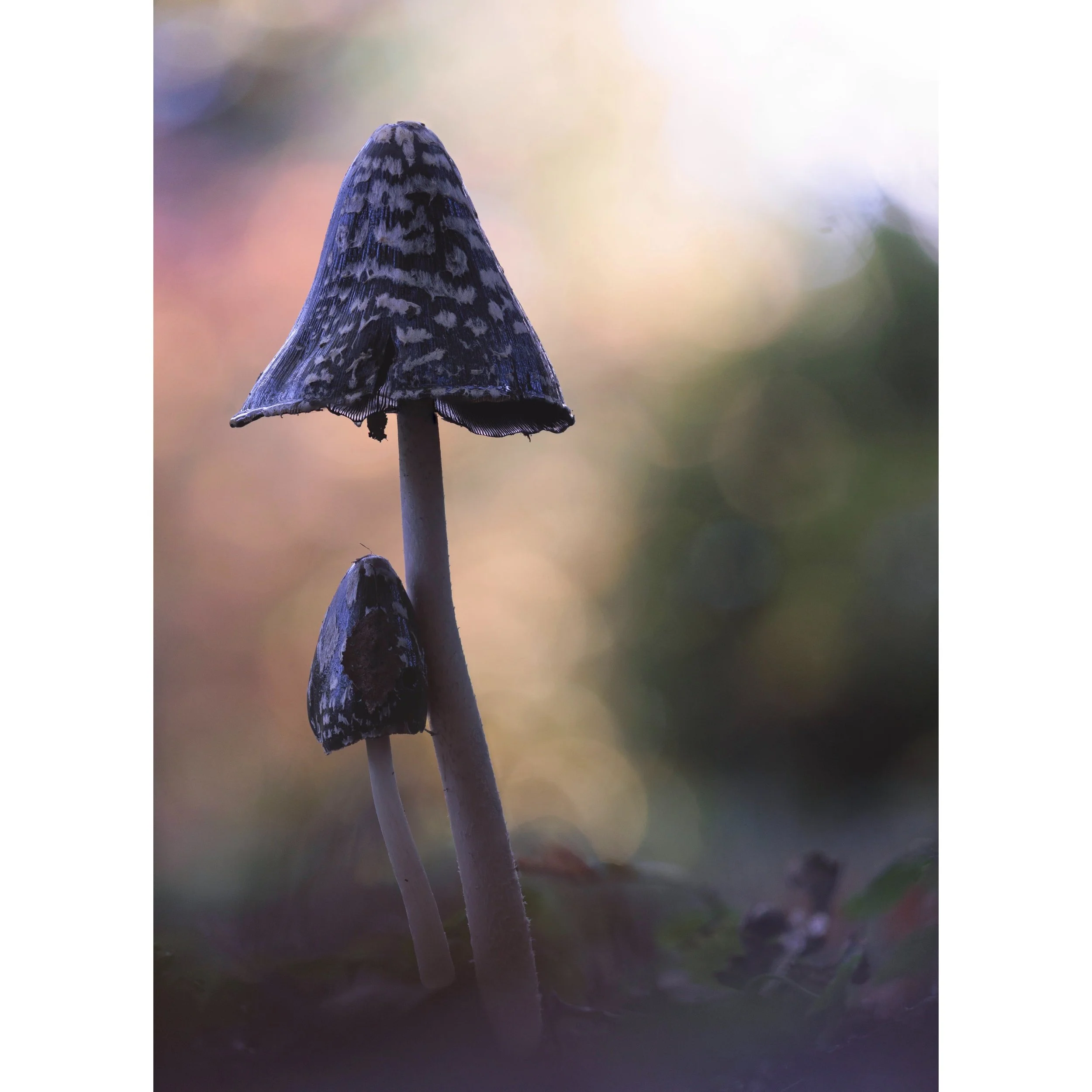 Little One

I was DELIGHTED to find ls my first Magpie Inkcaps today, and more delighted to find this lovely pairing. I was so concentrating on trying not to trample the surrounding vegetation, submerged, as I was, like David Bellamy amongst Rhododen