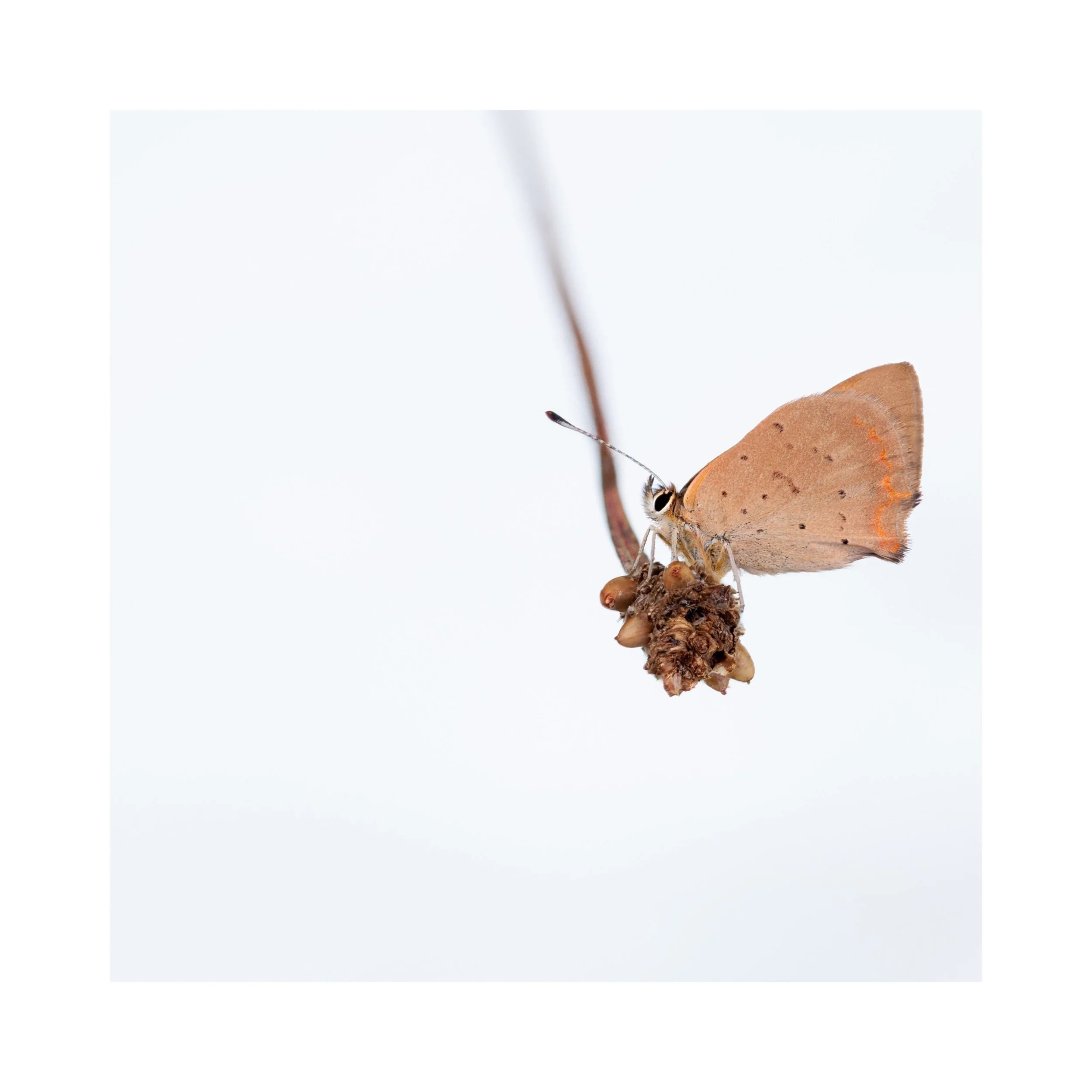 I was selling prints of some of my high key images on a stall the other week, and was shocked by the amount of people who thought I&rsquo;d just photoshopped  the butterfly onto a white background. 

For clarity, I head out at stupid o&rsquo;clock in