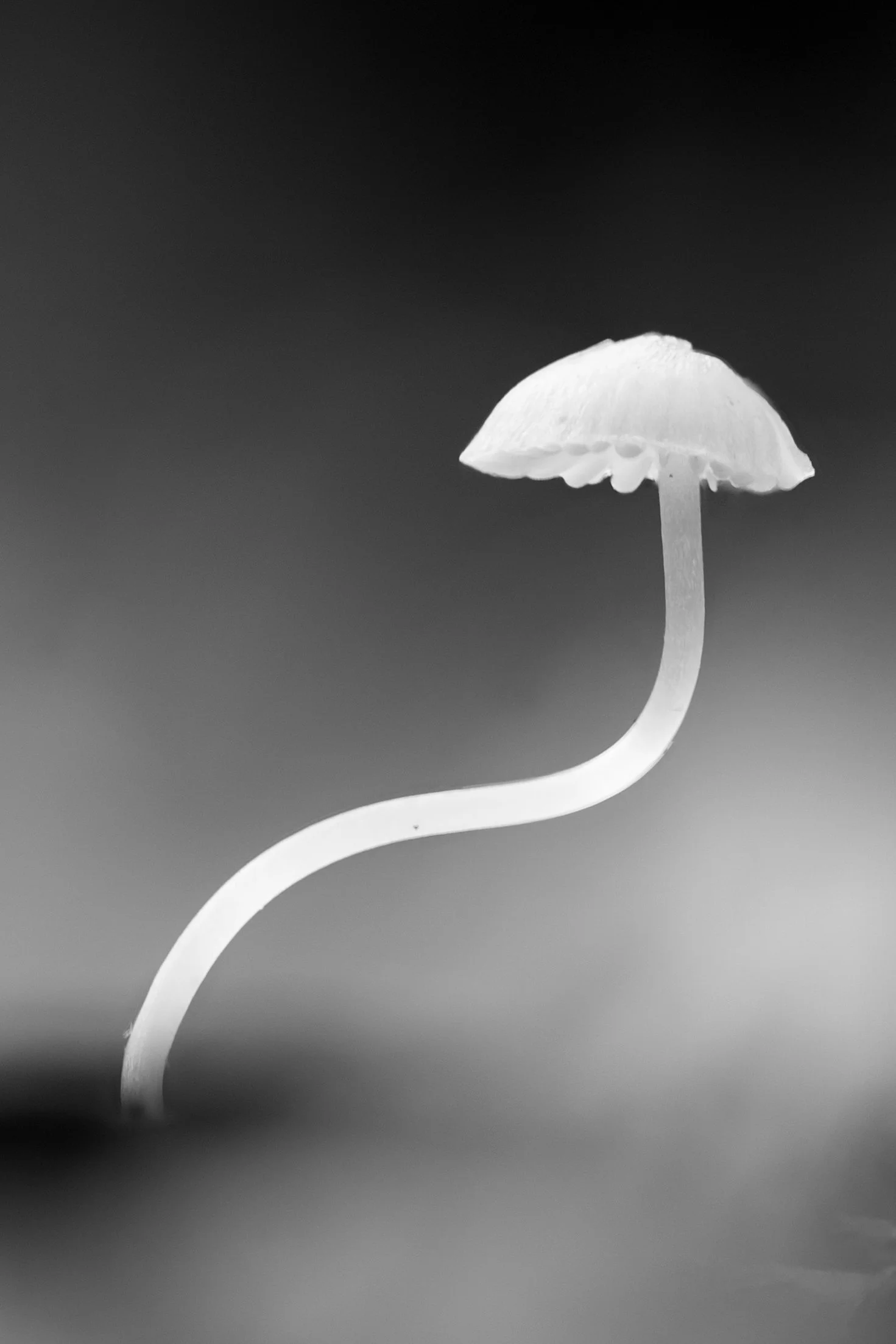 Black and white image of a tiny white mushroom with a curved stem
