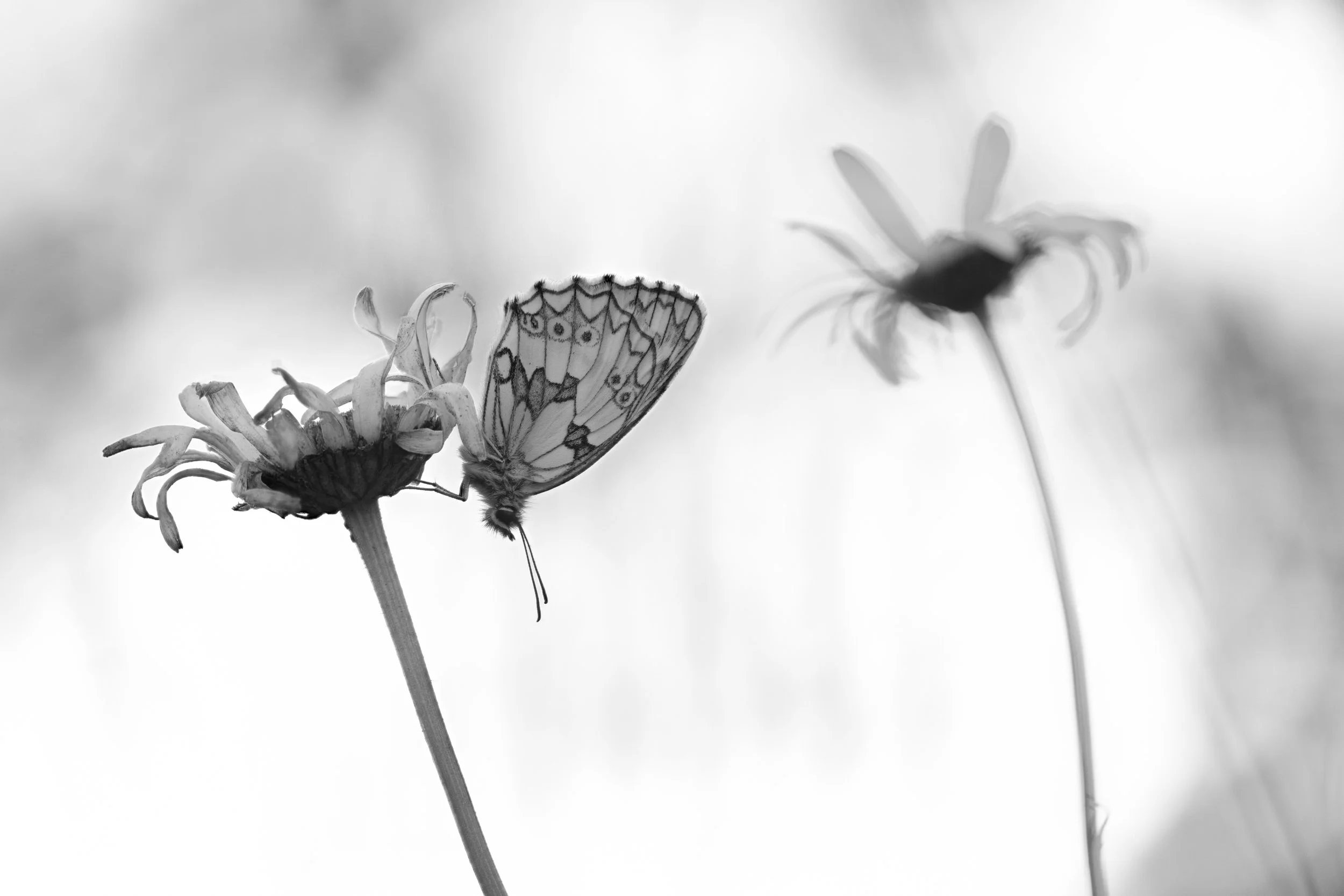 Black and white photograph of a Marbled White roosting on an Ox-Eye Daisy with blurred background.