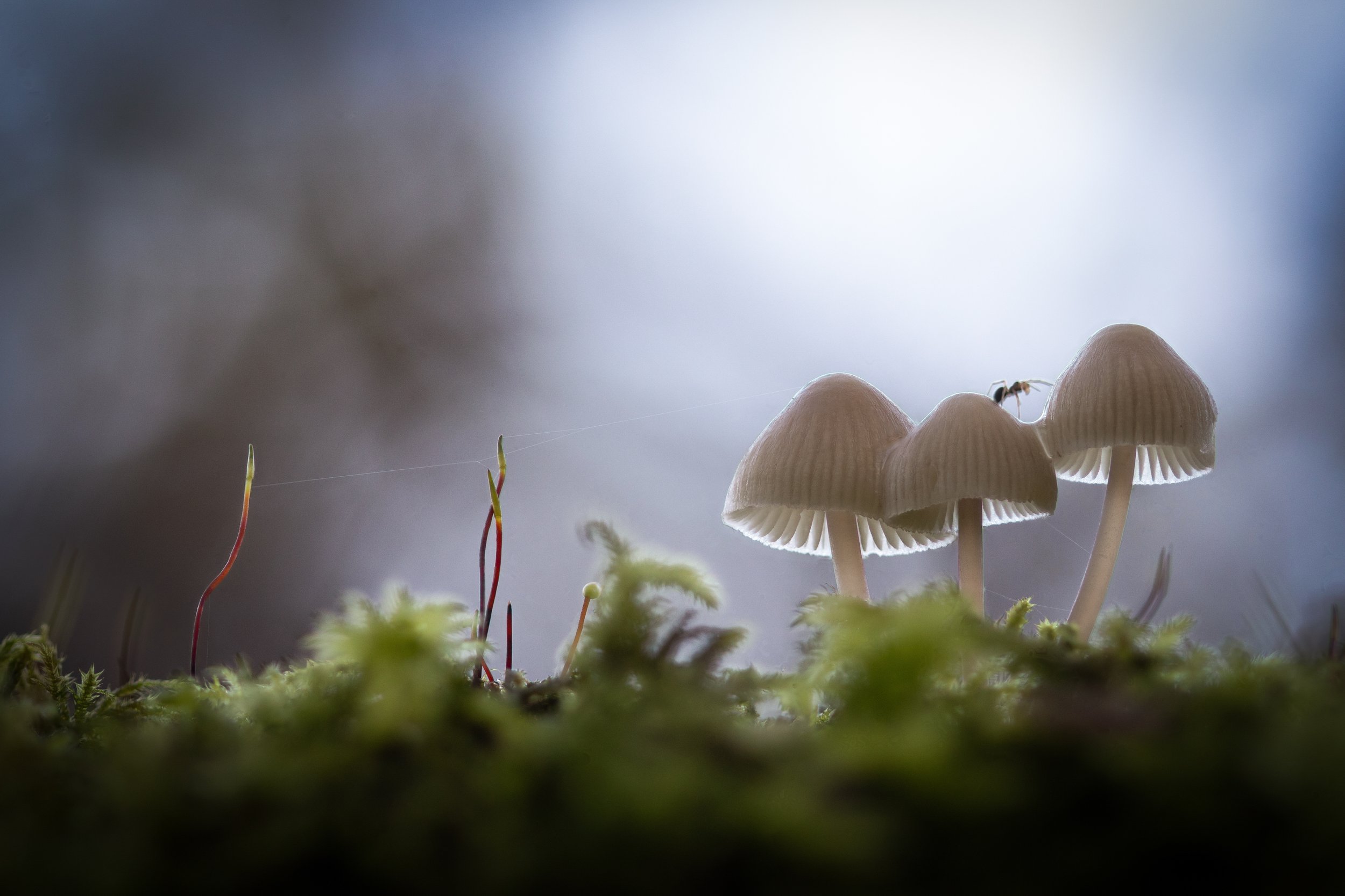 Close-up of three small bonnet mushrooms growing on moss with a tiny spider crawling across the top of them, with blurred background and spider webs visible.