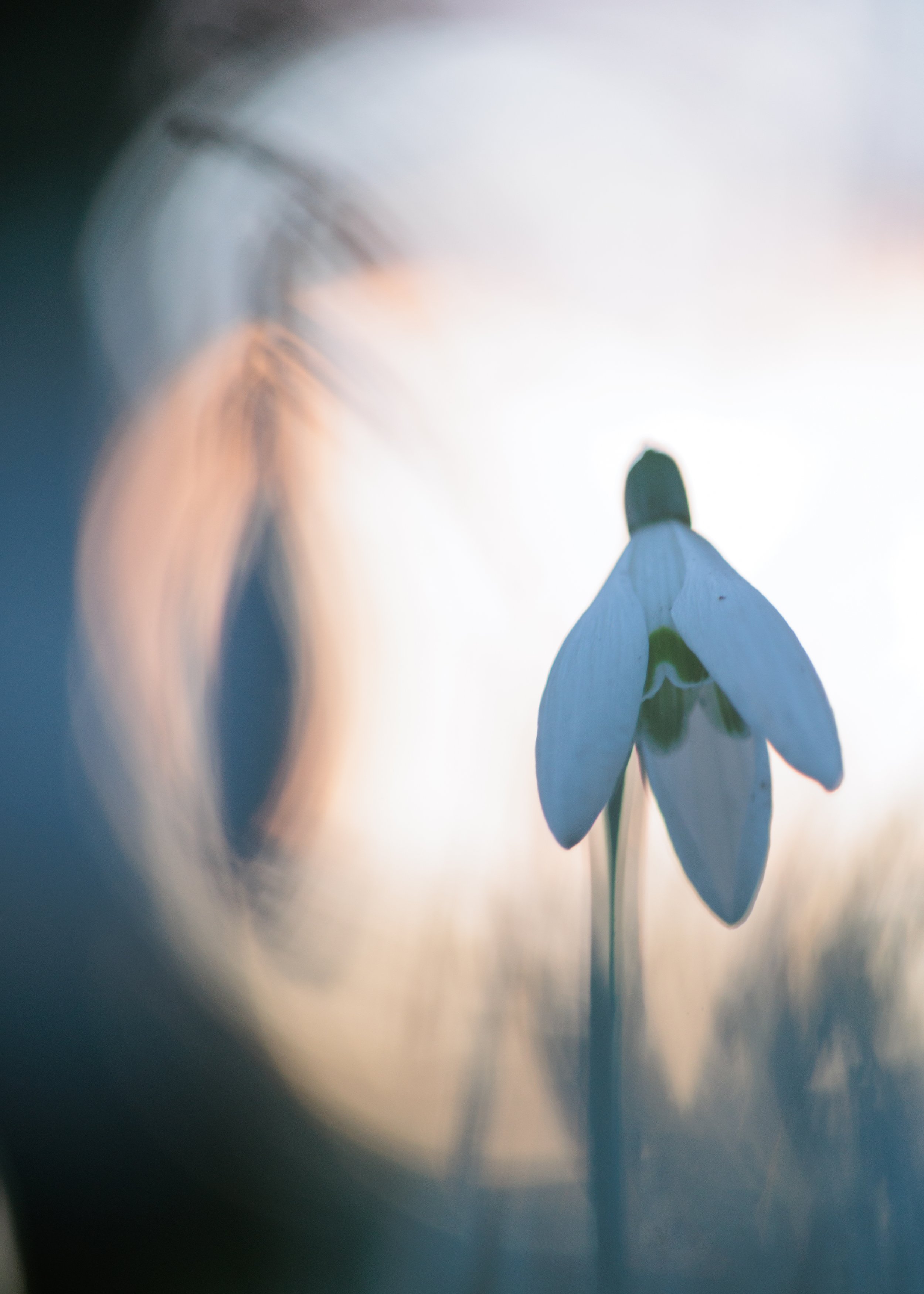 A close-up of a single snowdrop flower with white petals and a green stem, with a blurred background of warm tones and soft light.