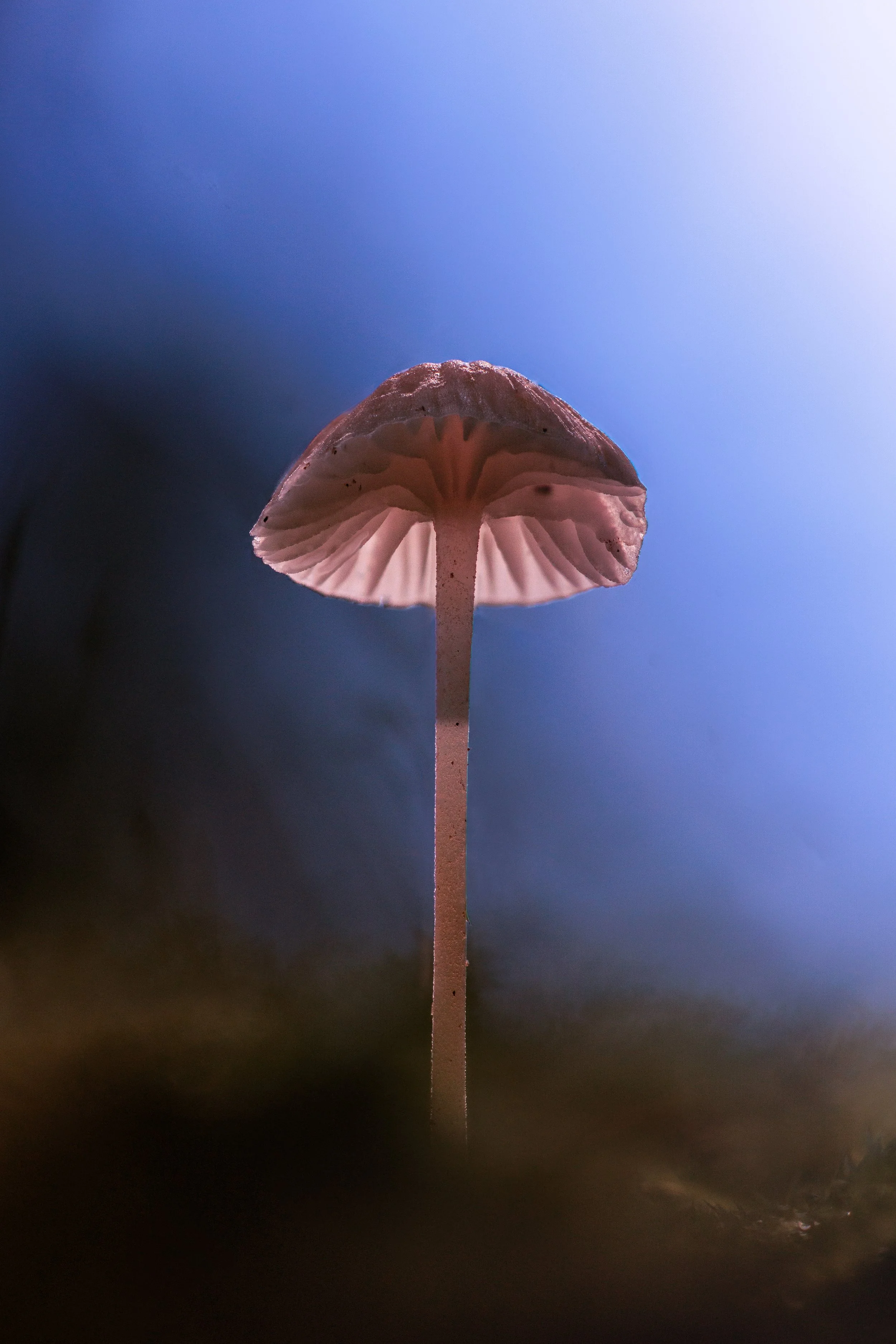 Close-up of a small glowing bonnet mushroom with a thin stem and a pinkish-brown cap against a soft, blurred background of blue and dark tones.