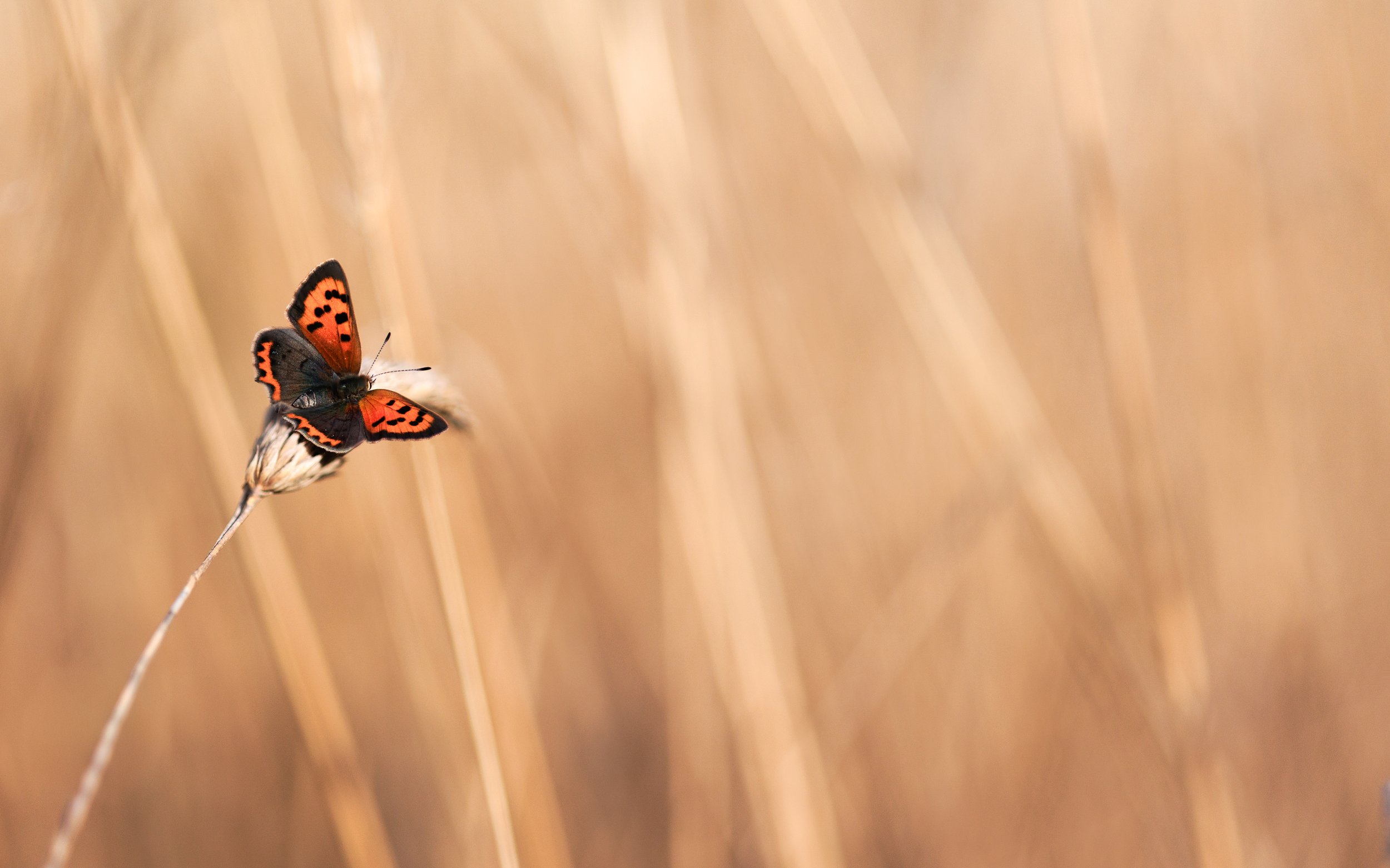 Small Copper