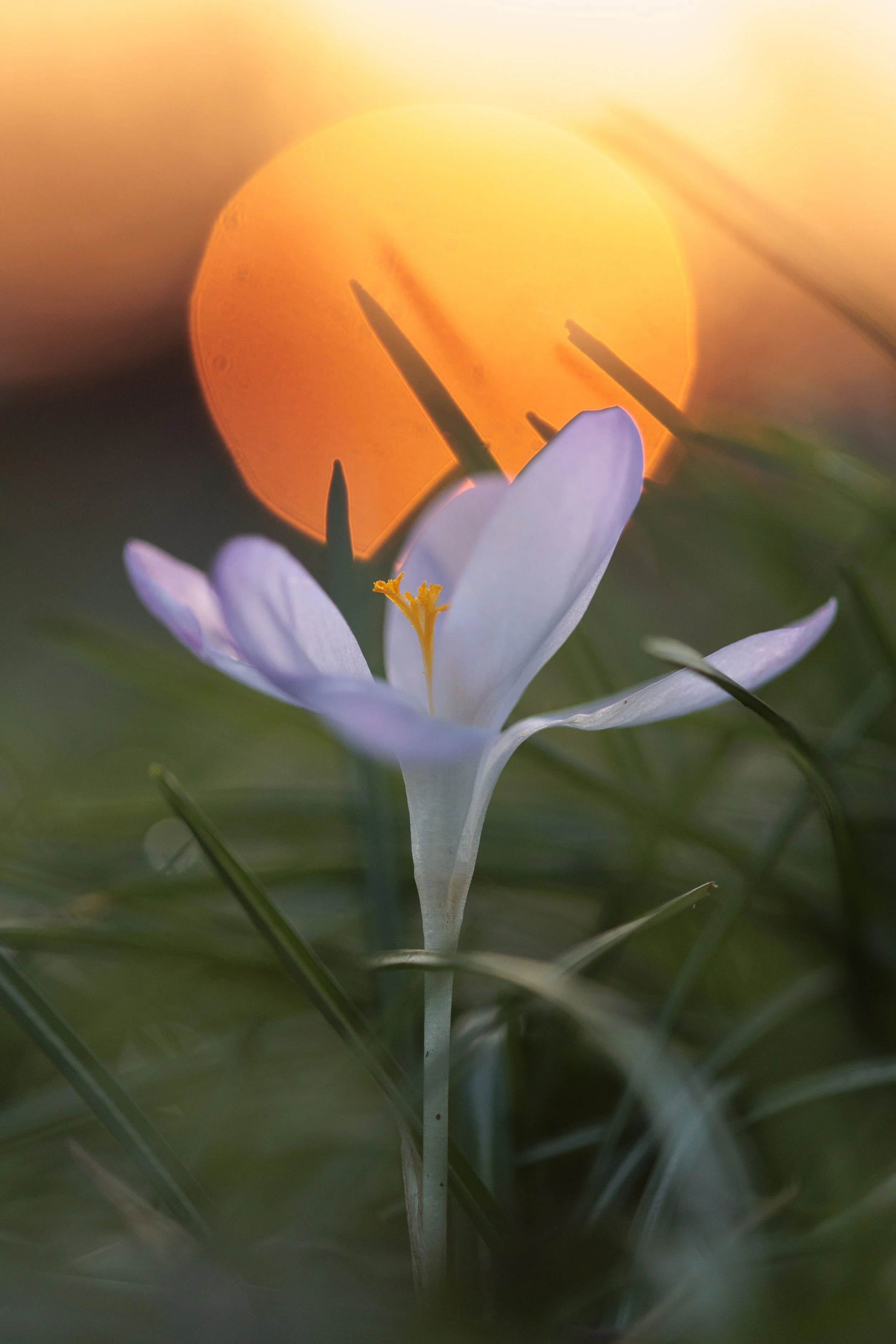 Close-up of a white crocus flower with yellow stamen, backlit by a warm, orange sunrise with a large, blurred circle of the sun in the background.