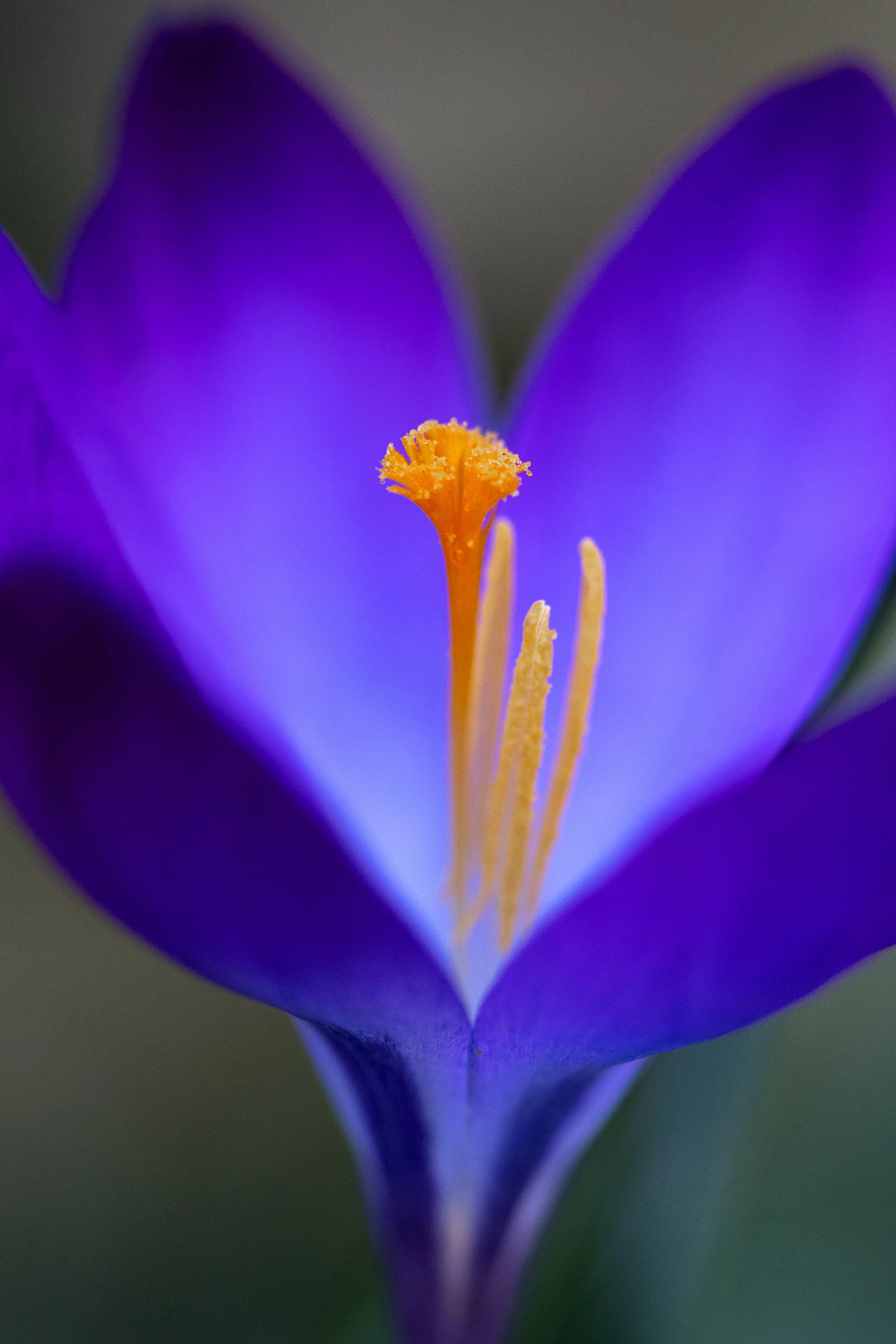 Close-up of a purple crocus flower with yellow stamens and orange stigma.