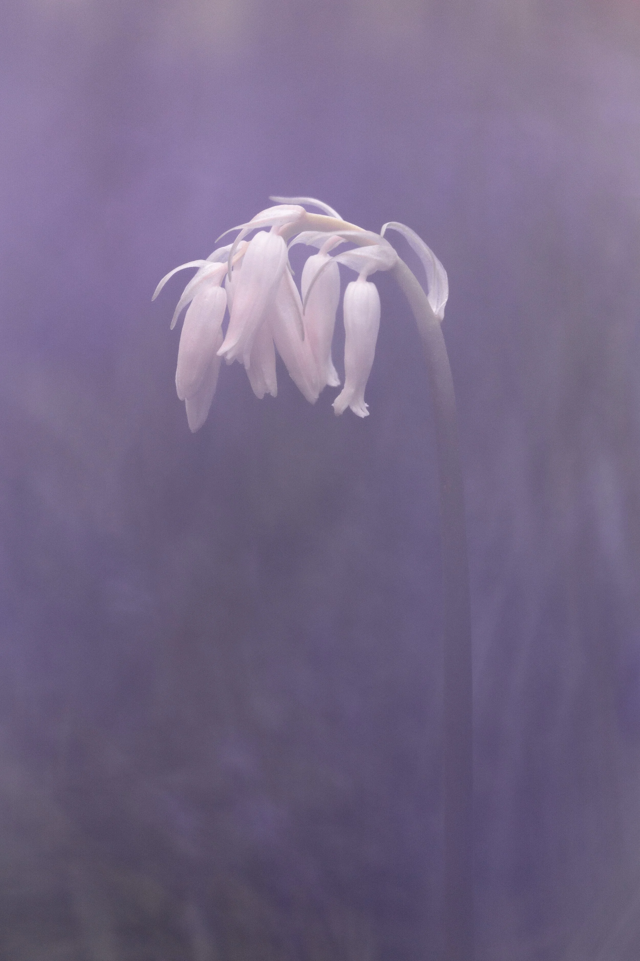 Close-up of a white albino Bluebell ahanging downward against a soft purple background.