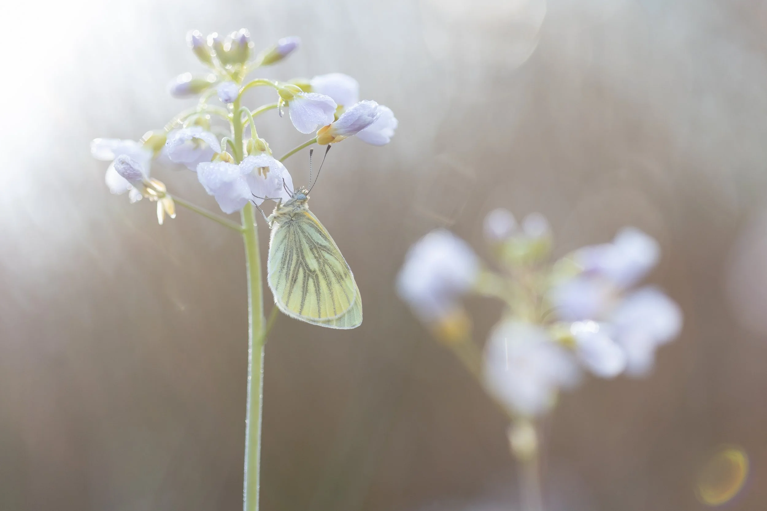 Green-veined white on cuckoo flower
