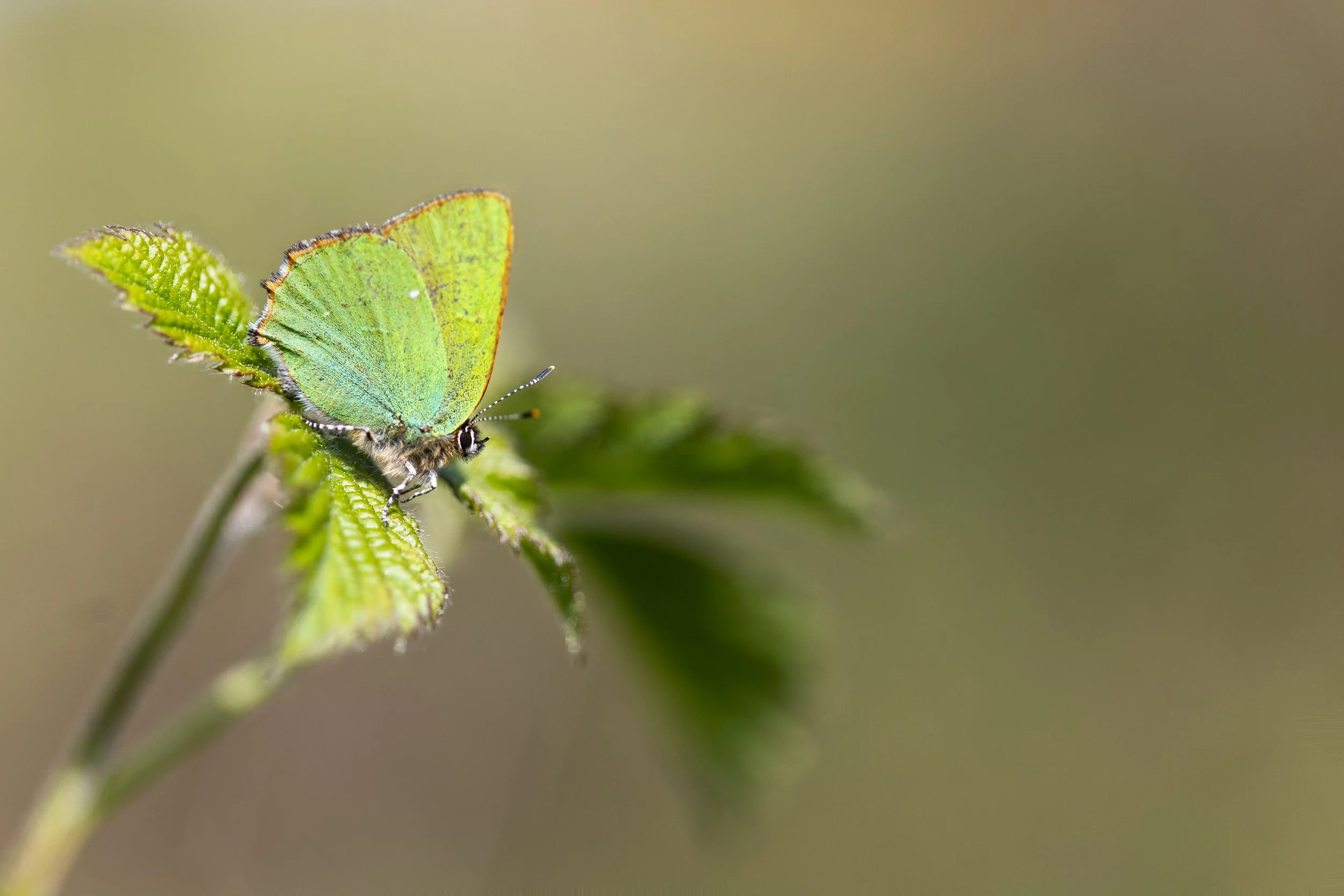 Green Hairstreak