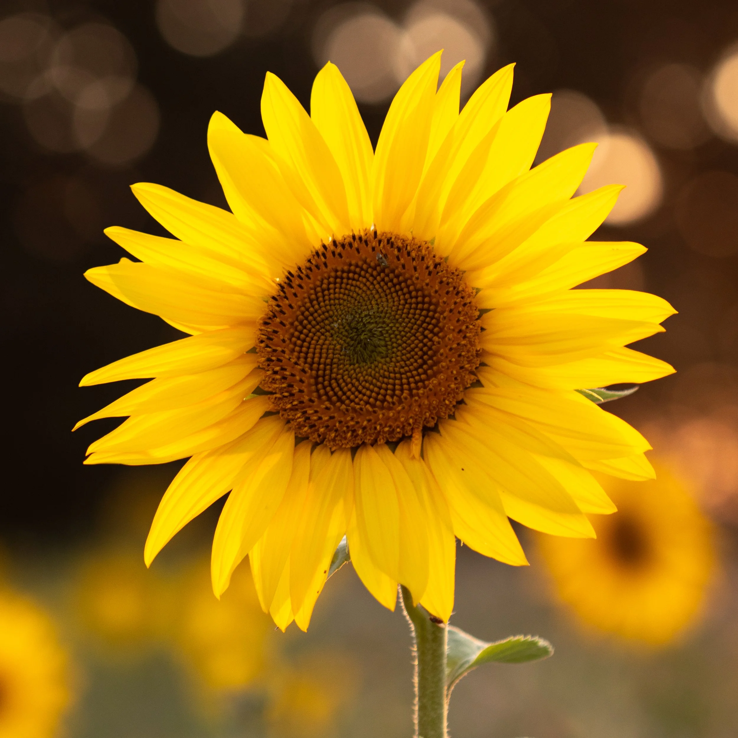 A bright yellow sunflower against a glowing background