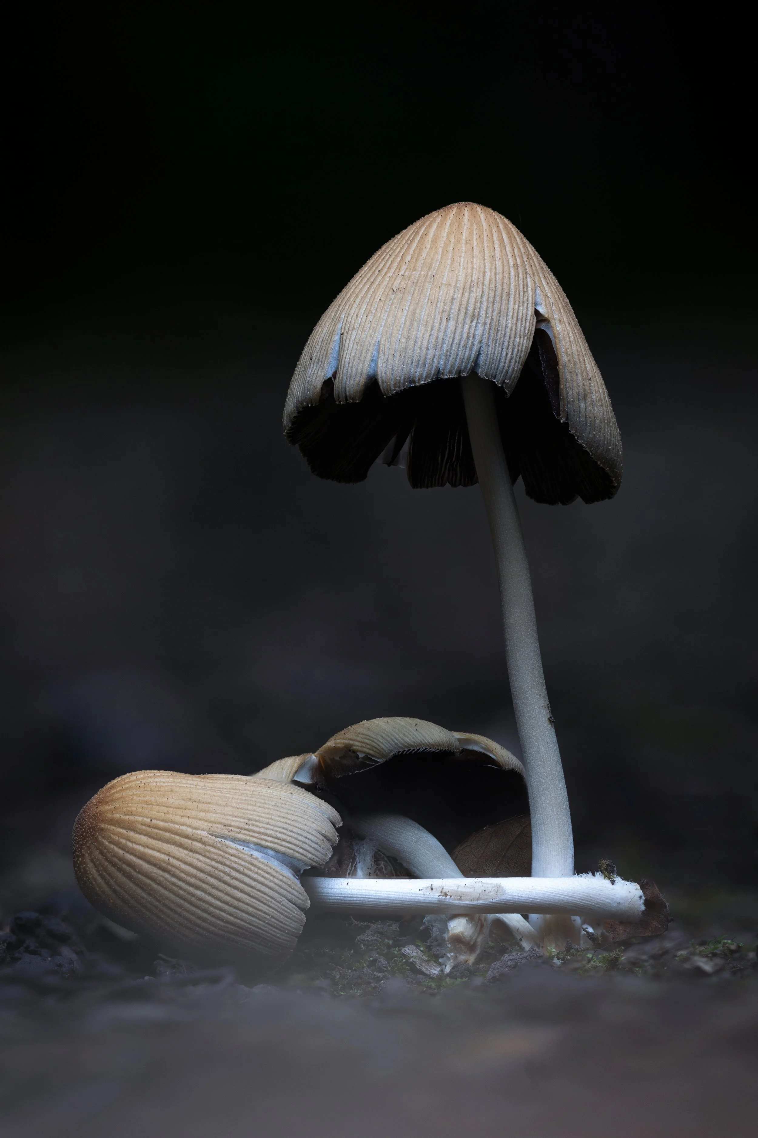 Close-up of three ink cap mushrooms with dark undersides growing from the ground in a dark, shadowy environment.
