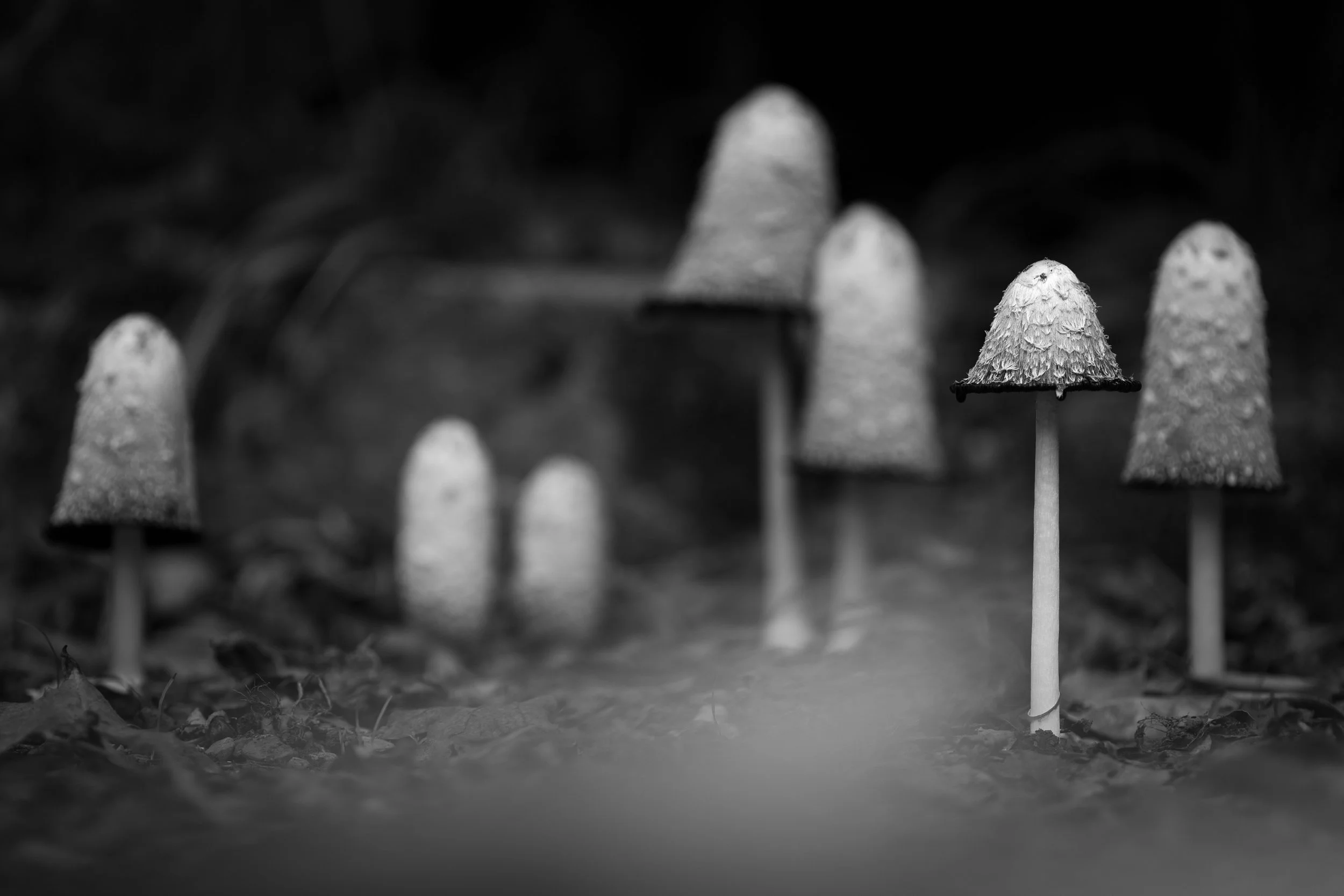 Black and white shaggy inkcap mushrooms growing on forest floor.