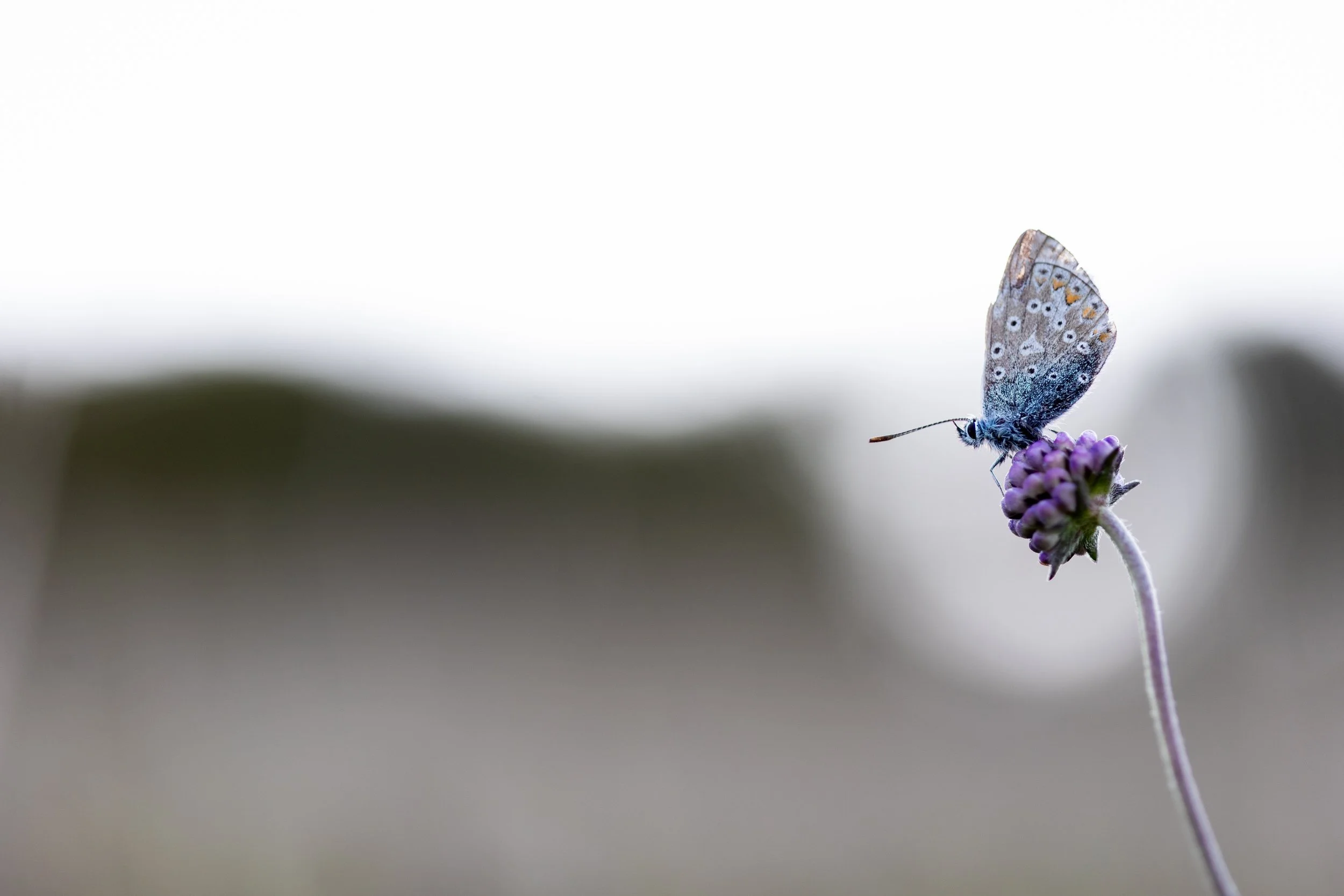 Common Blue on Devil's Bit Scabious
