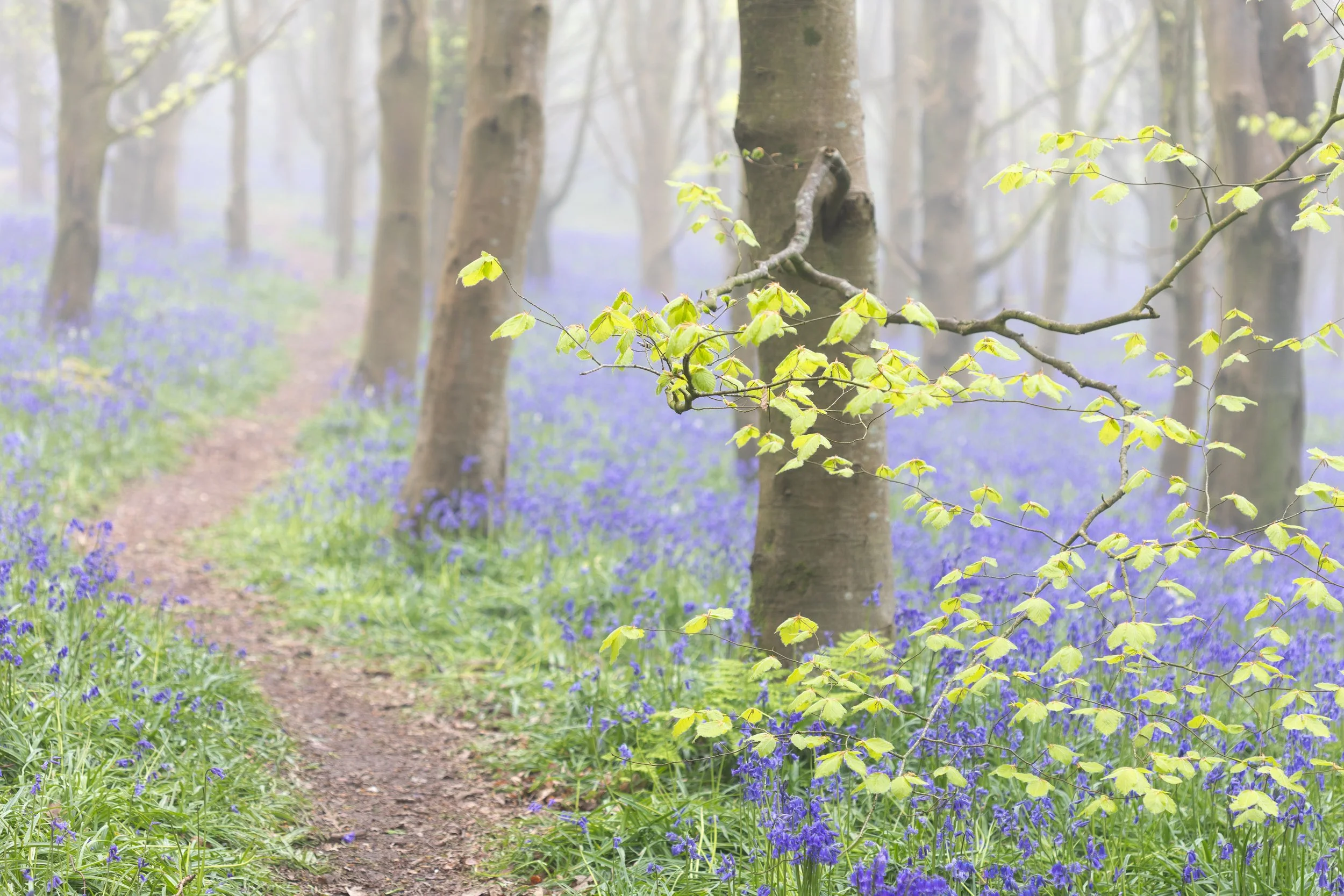 A misty forest path with beech trees and bluebells covering the ground.