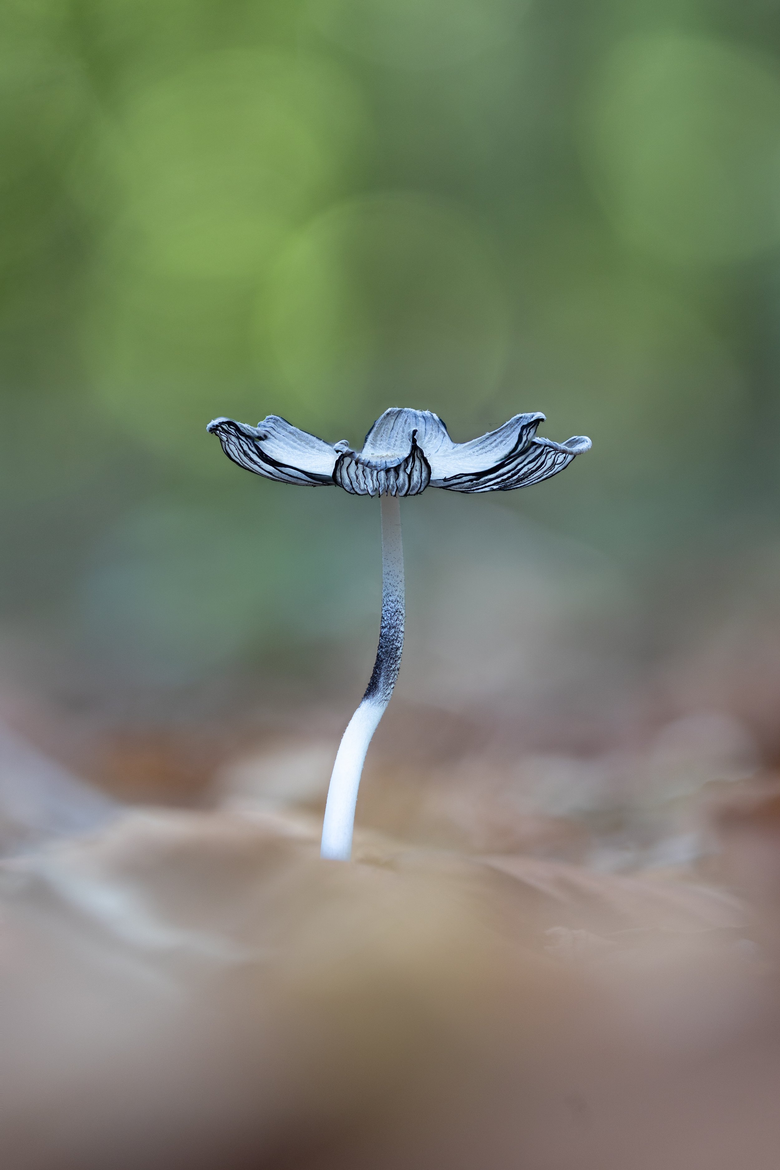 Hare's foot mushroom appearing like a flower on the forest floor