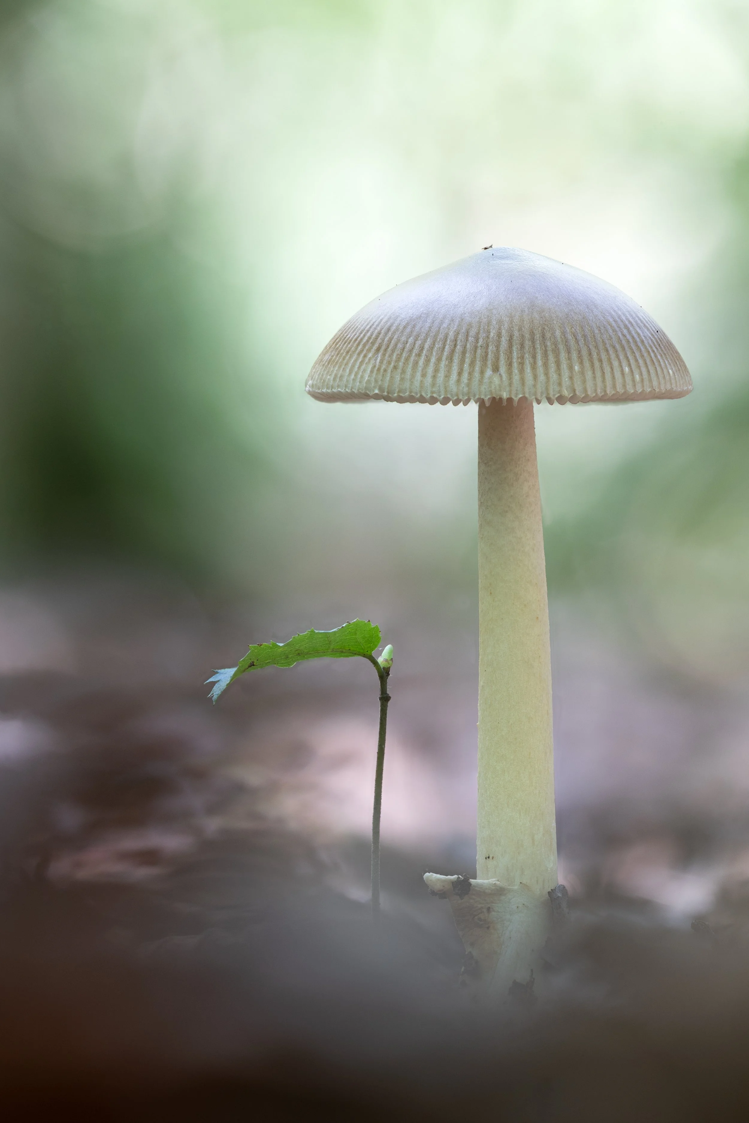 Close-up of a Tawny Grisette mushroom with a slender stem and a convex cap, sheltering a small shoot growing up out of the forest floor.