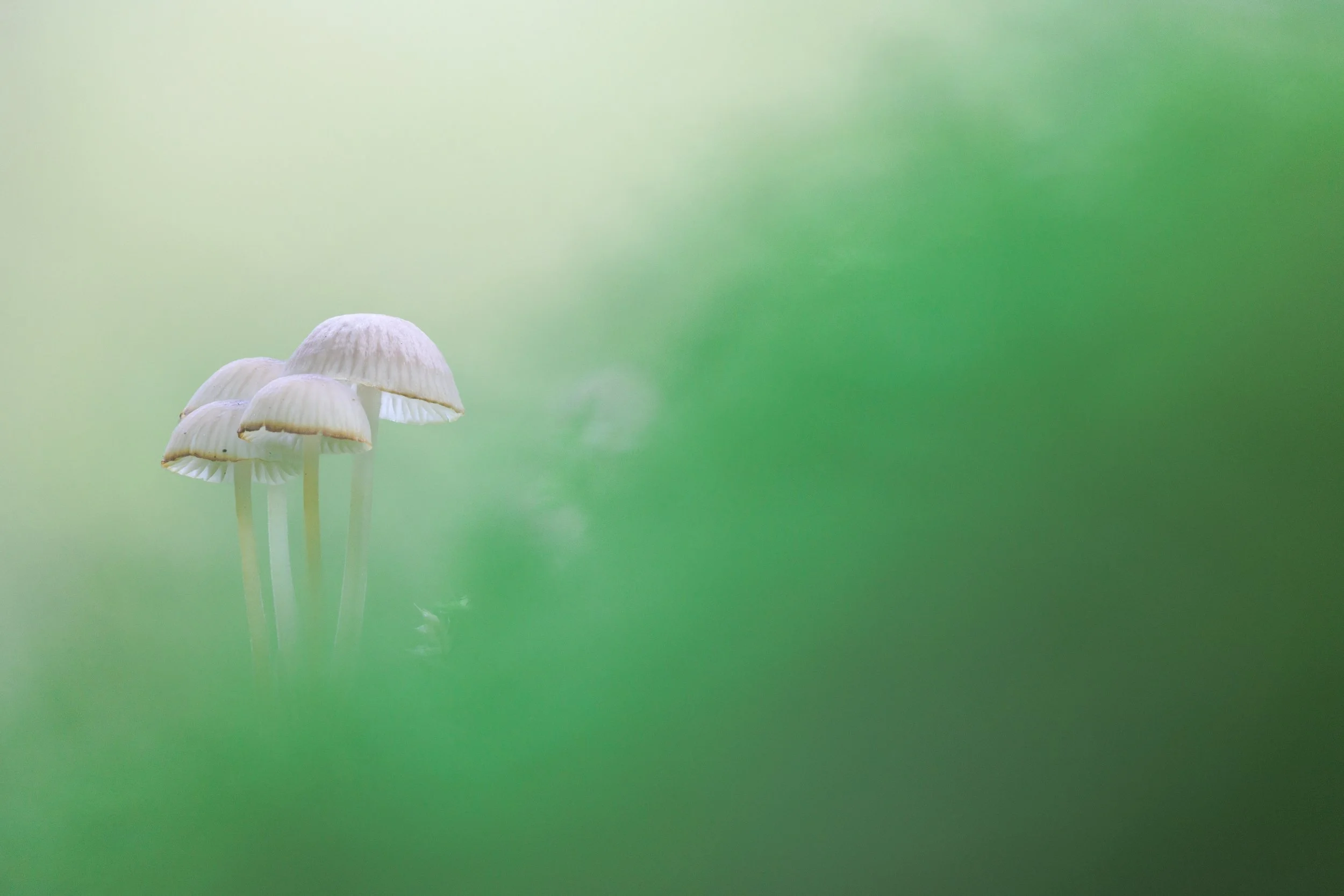 A cluster of white mushrooms growing on a forest floor, surrounded by green blurred foliage.