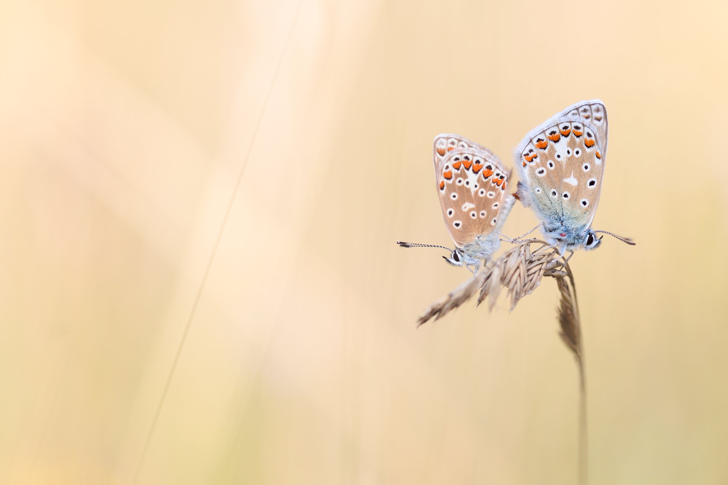 A pair of mating Common Blues