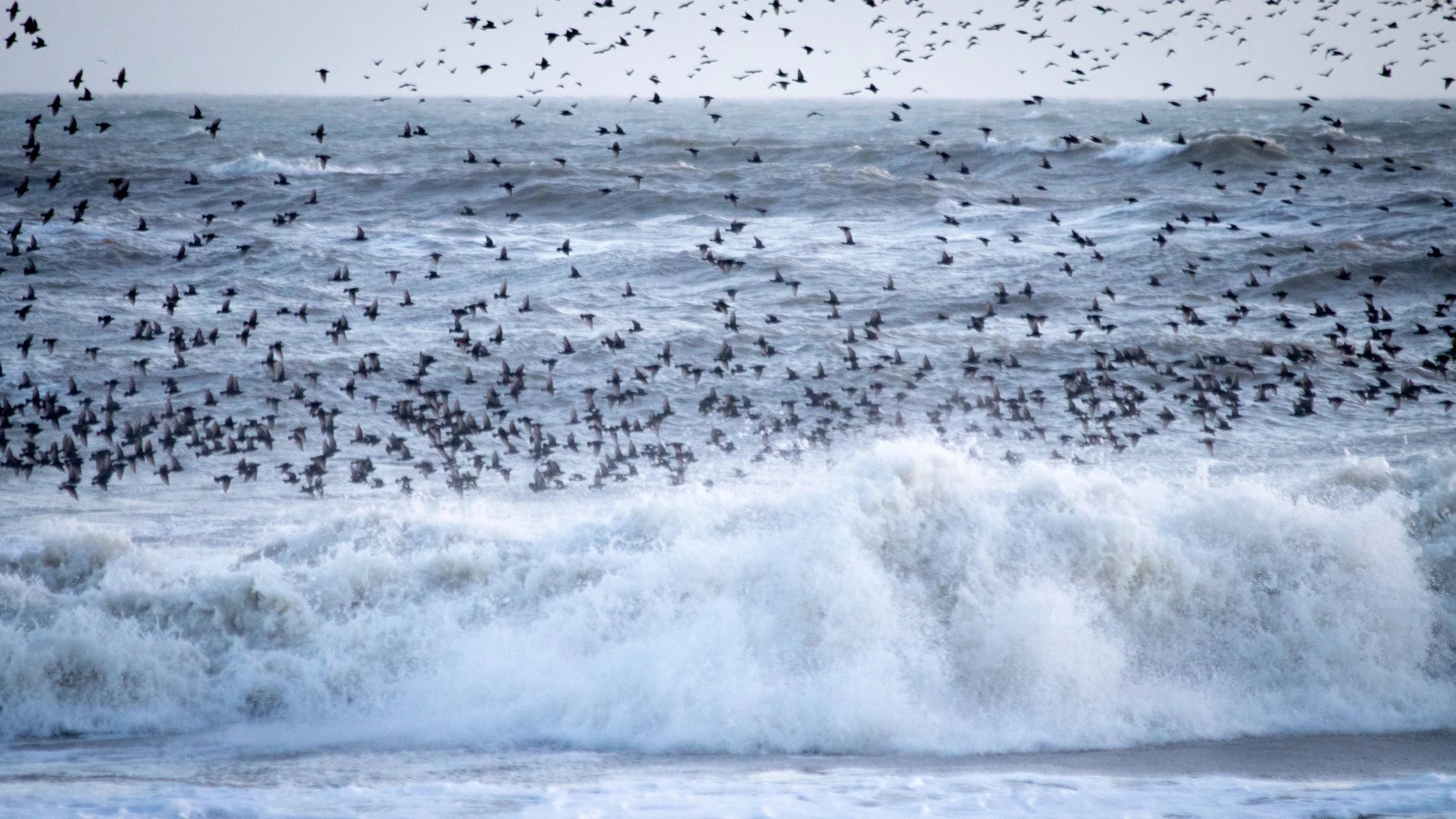 A large murmuration of starlings flying over ocean waves.