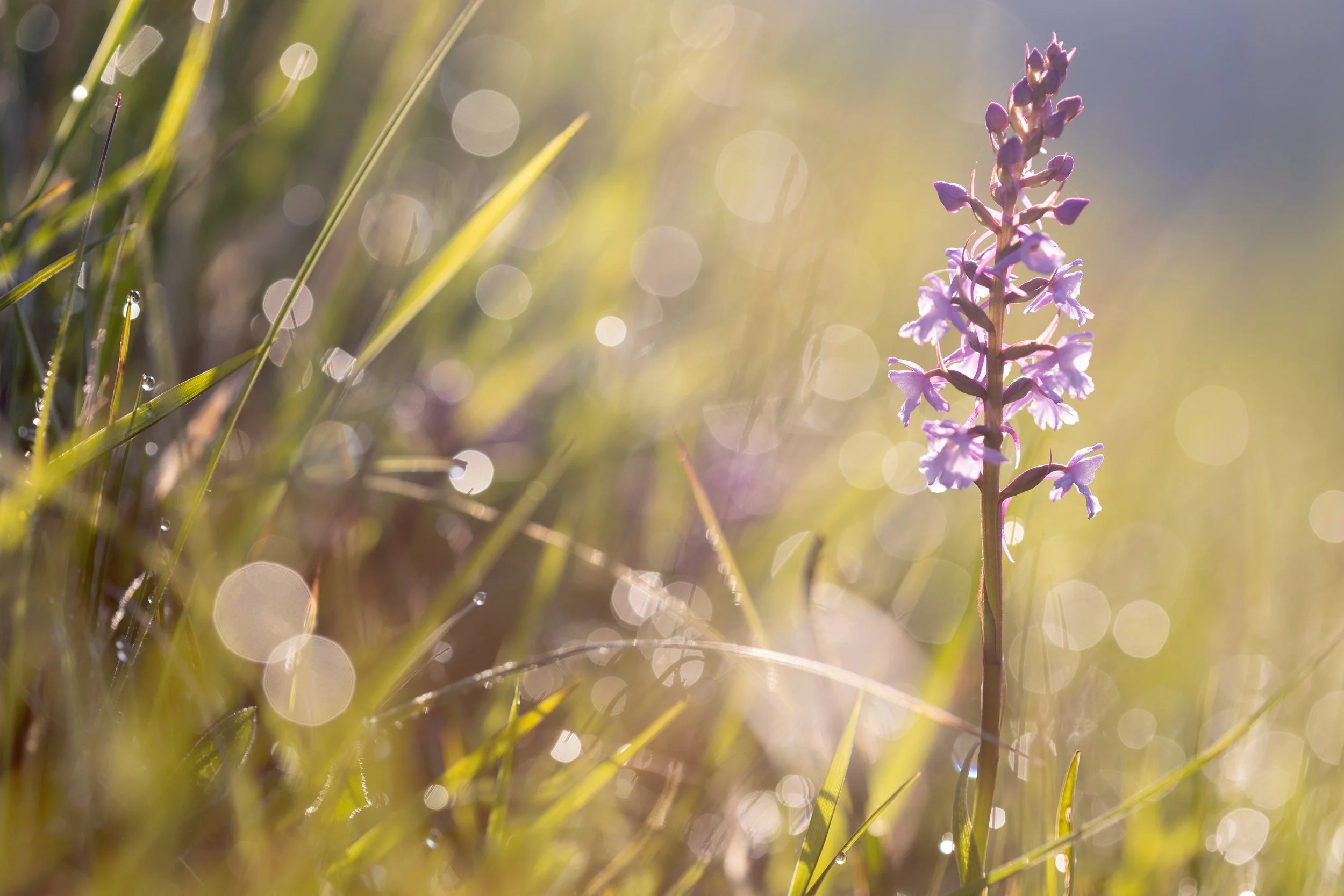 Close-up of a early purple orchid in a grassy field with sunlight and bokeh background